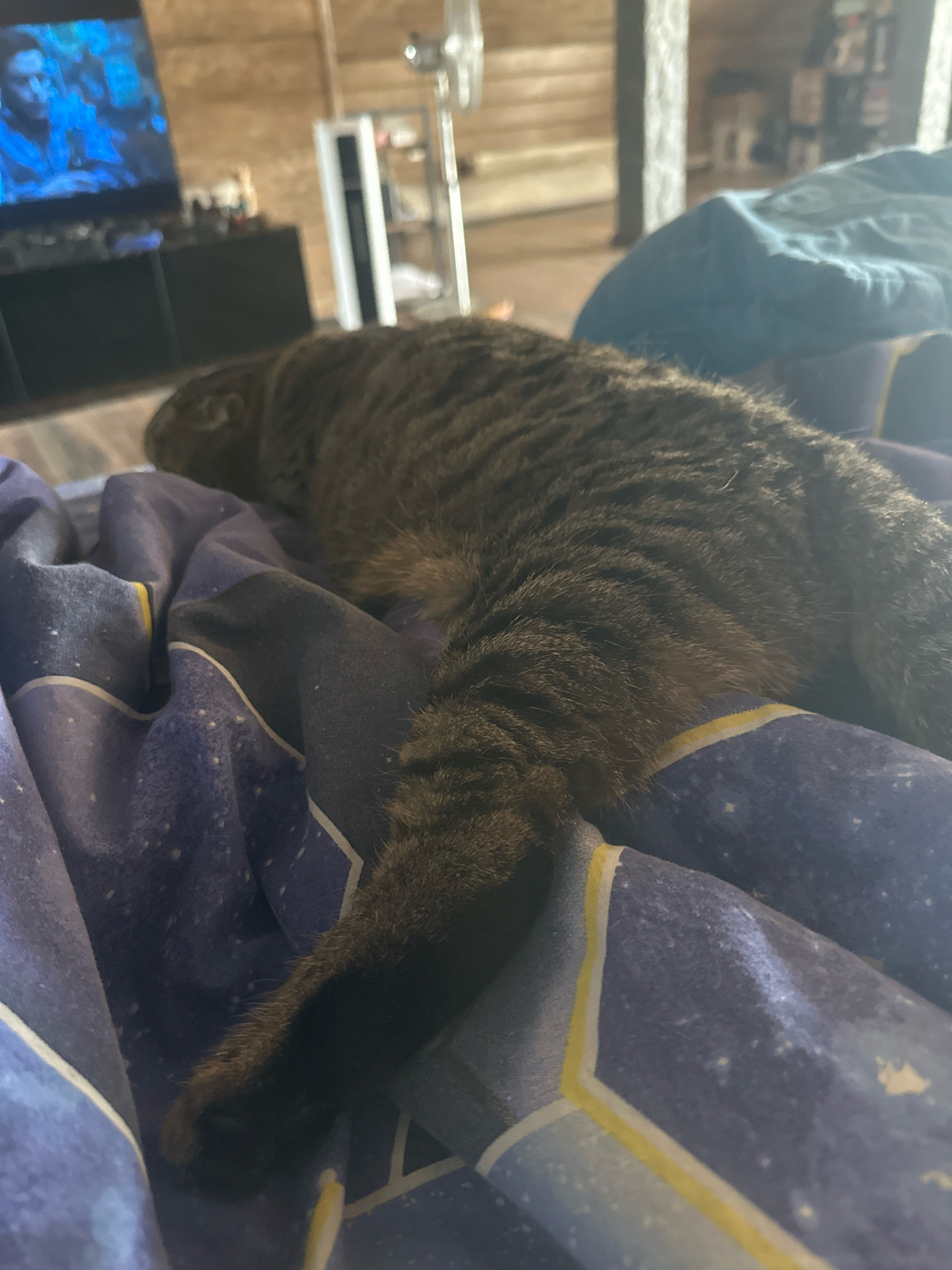A tabby cat is sleeping on a bed with blue bedding that has a star pattern. The cat is lying on its side with its tail visible. In the background, a television screen is visible with a person on it, along with a shelf unit and some other objects. The scene appears to be indoors in a living room.