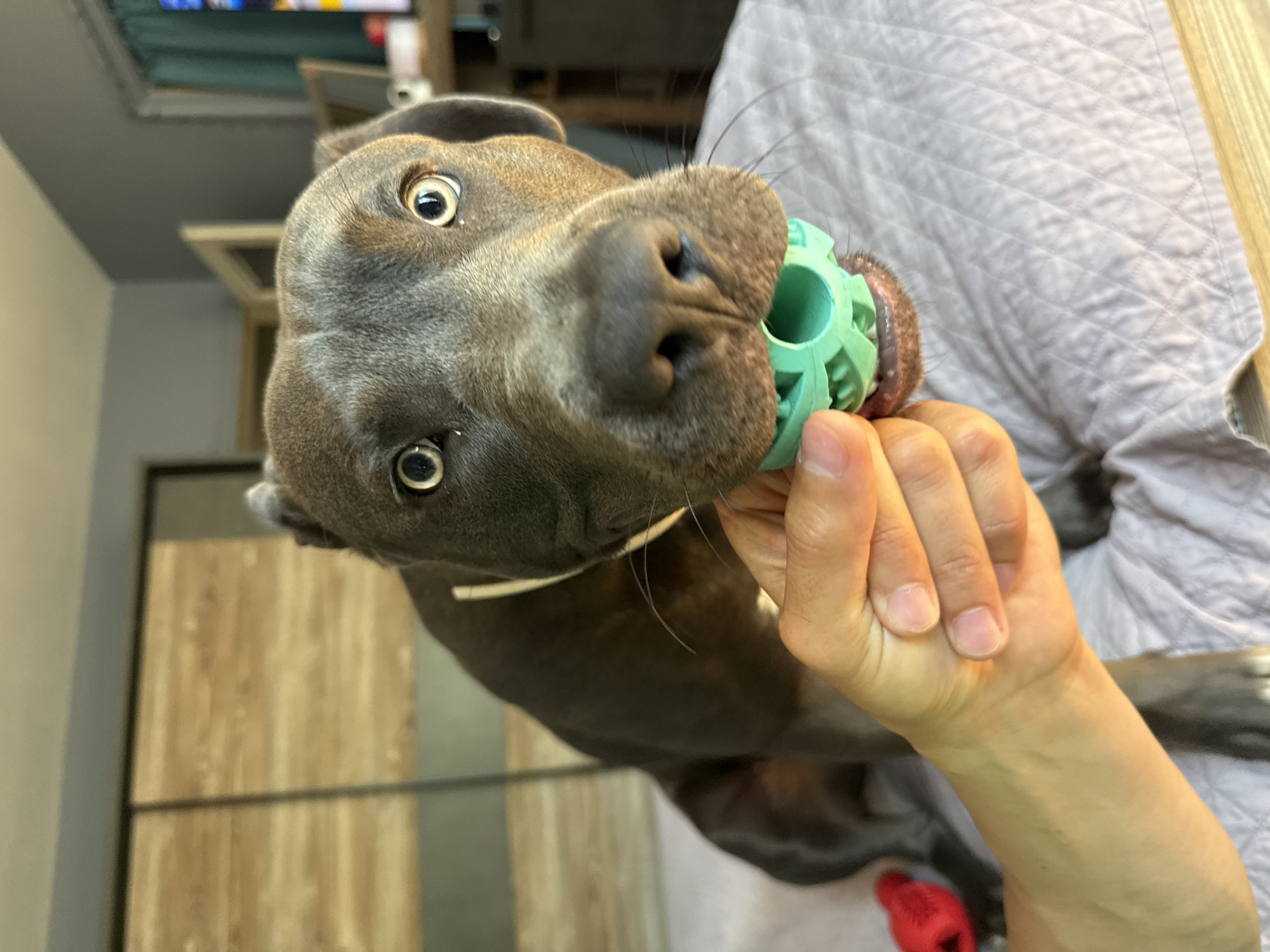 A gray dog with bright eyes is being held a green chew toy by a person's hand in a bedroom. The dog is sitting on a bed with a light gray quilted comforter. In the background, there is a wooden wardrobe. The scene appears to be indoors, likely in a residential setting. The image does not contain enough information to determine its location in Varna, Bulgaria.