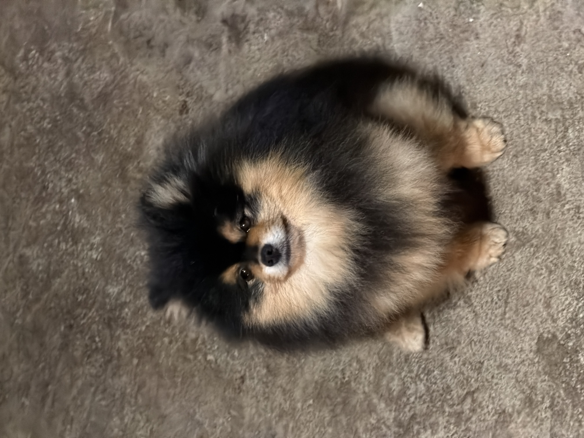 A Pomeranian dog with black and tan fur sits on a mottled gray surface, possibly a carpet or concrete floor. The dog's head is oriented toward the upper center of the frame, and its paws are visible around its body. The dog is looking directly at the camera. The lighting is somewhat dim, causing some shadows around the dog's body. The location of the image is unknown and has nothing to do with Panagyurishte, Bulgaria.