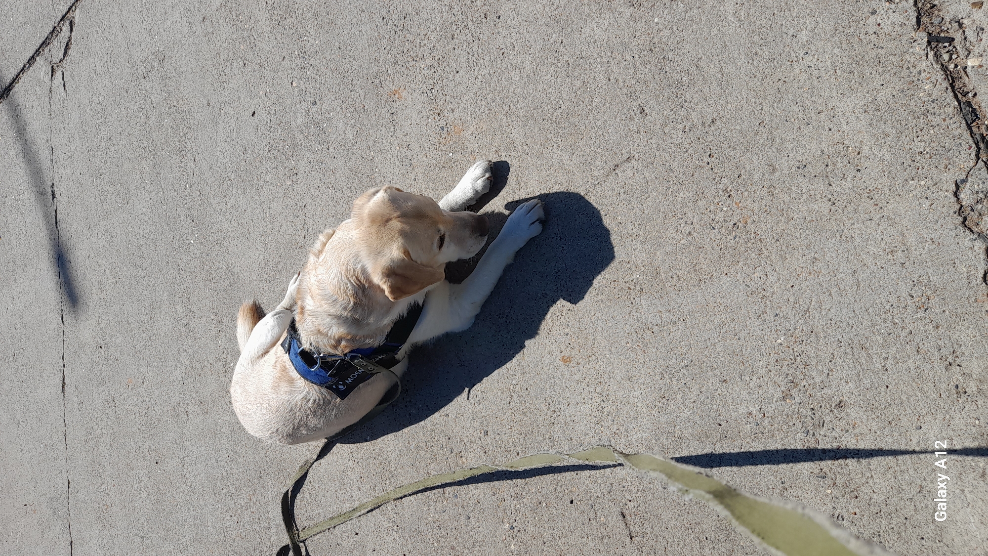 A pale yellow Labrador Retriever is lying on a cracked concrete surface. The dog is wearing a blue vest with white lettering that reads "MOED". A thin, light green leash is attached to the vest and trails to the left of the frame. The dog is looking down at the ground. The scene appears to be outdoors on a sunny day, casting a shadow of the dog on the concrete. The image is tagged with "Galaxy A12". The location is identified as Марковский, Russia.