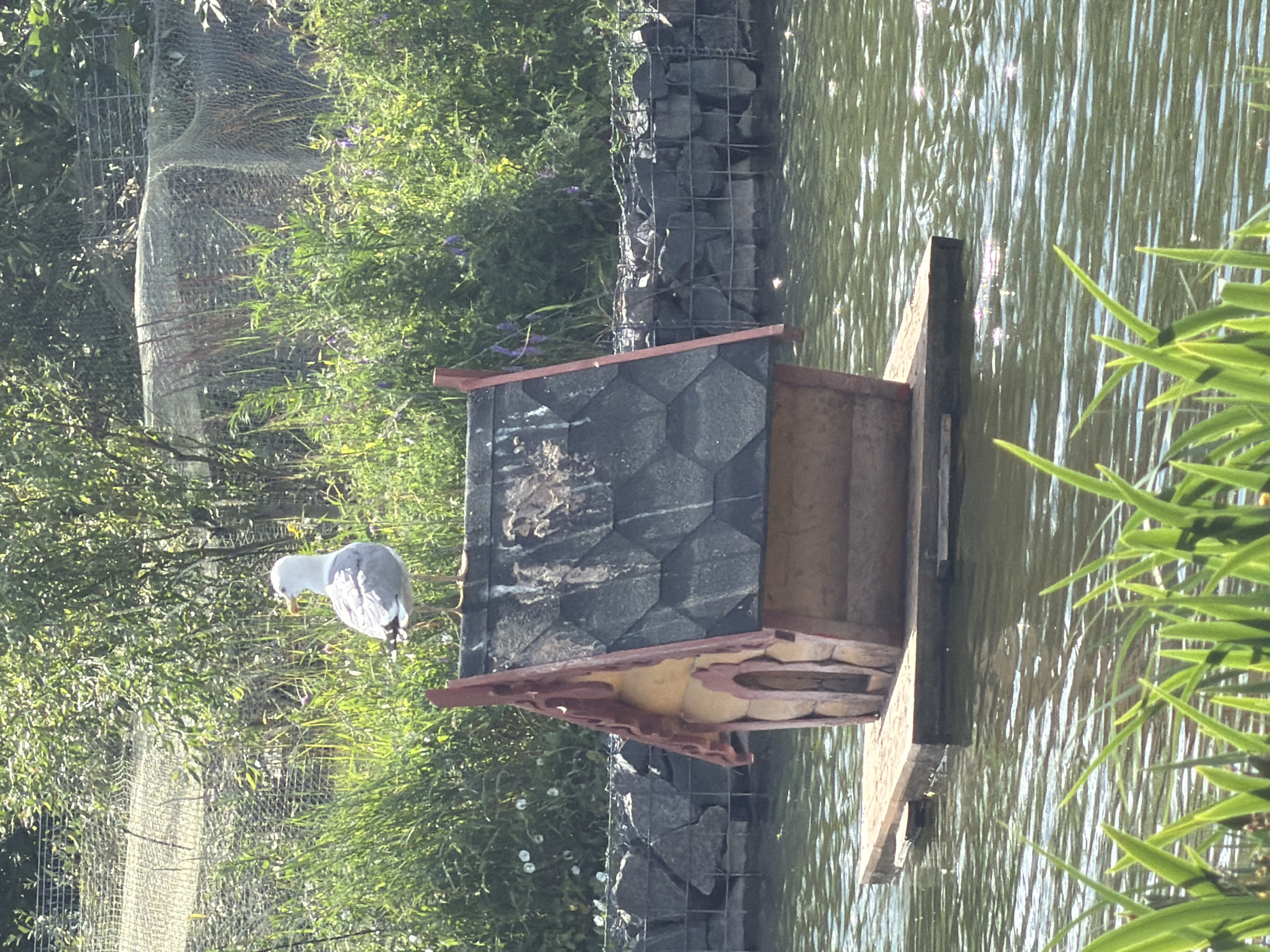 This image captures a picturesque scene of a birdhouse floating on calm water, with a seagull perched on its edge. The birdhouse, made of wood and adorned with a dark, patterned roof, sits on a wooden platform. To the left, lush green foliage and a wire fence create a natural backdrop, hinting at a park or sanctuary setting. The water, reflecting the bright sunlight, sparkles with gentle ripples, suggesting a clear and sunny day. The seagull, with its white and grey feathers, stands out against the green and water, its beak pointed downwards as if inspecting something. The overall mood is tranquil and serene, with the natural elements blending harmoniously. The image does not contain any visible text.