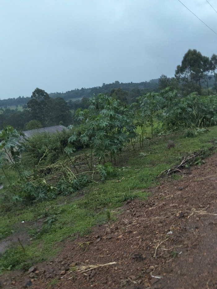 The scene depicts an outdoor, rural landscape in Nyansiongo ward, Kenya, observed under a diffused, overcast grey sky. The foreground presents a sloped, reddish-brown dirt track occupying the lower third of the image, characterized by loose soil, small stones, and minimal dry plant debris. Adjacent to the track's left edge, a narrow band of low green vegetation contains small puddles. The midground is dominated by approximately two dozen large-leafed green plants, consistent with young papaya trees, some displaying evidence of pruning or breakage at their lower stems. Behind this vegetation, a portion of a dark-colored, possibly corrugated metal, roof is visible, partially obscured by dense green foliage. The background consists of undulating terrain covered in extensive green tree cover, forming distant hills. Taller, darker evergreen trees punctuate the distant tree line. Faint black linear elements, consistent with overhead utility lines, are visible in the upper right sky quadrant. No human or animal subjects are present. No dynamic actions are depicted.
