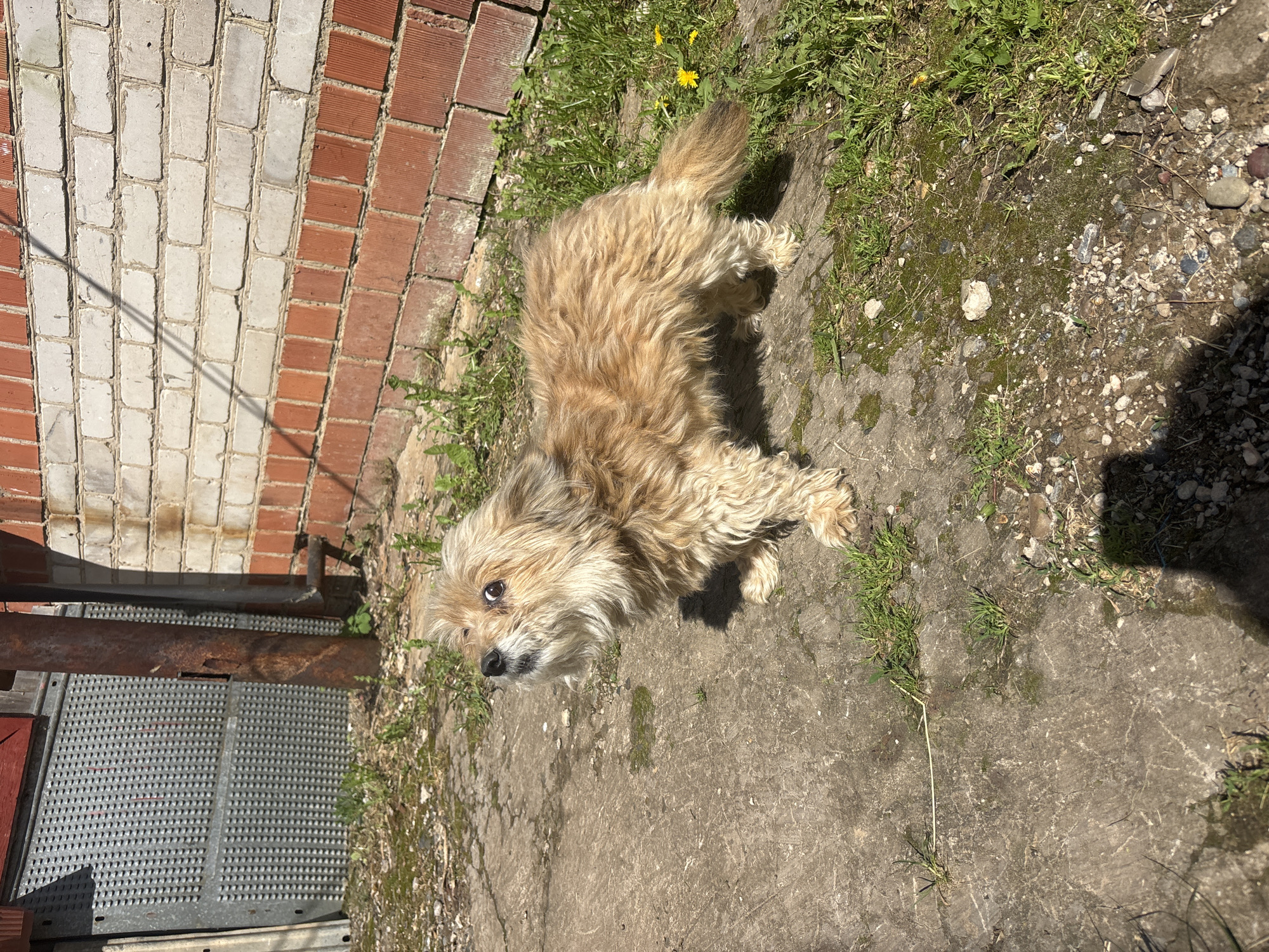 The image depicts a small, light-brown, furry dog standing on a concrete surface adjacent to a red brick wall and a patch of grass. The dog is looking upwards and to the left. A metal grate is partially visible in the lower left corner of the image. The location is possibly Аряж, Russia, based on given information, though this cannot be determined solely from the image.