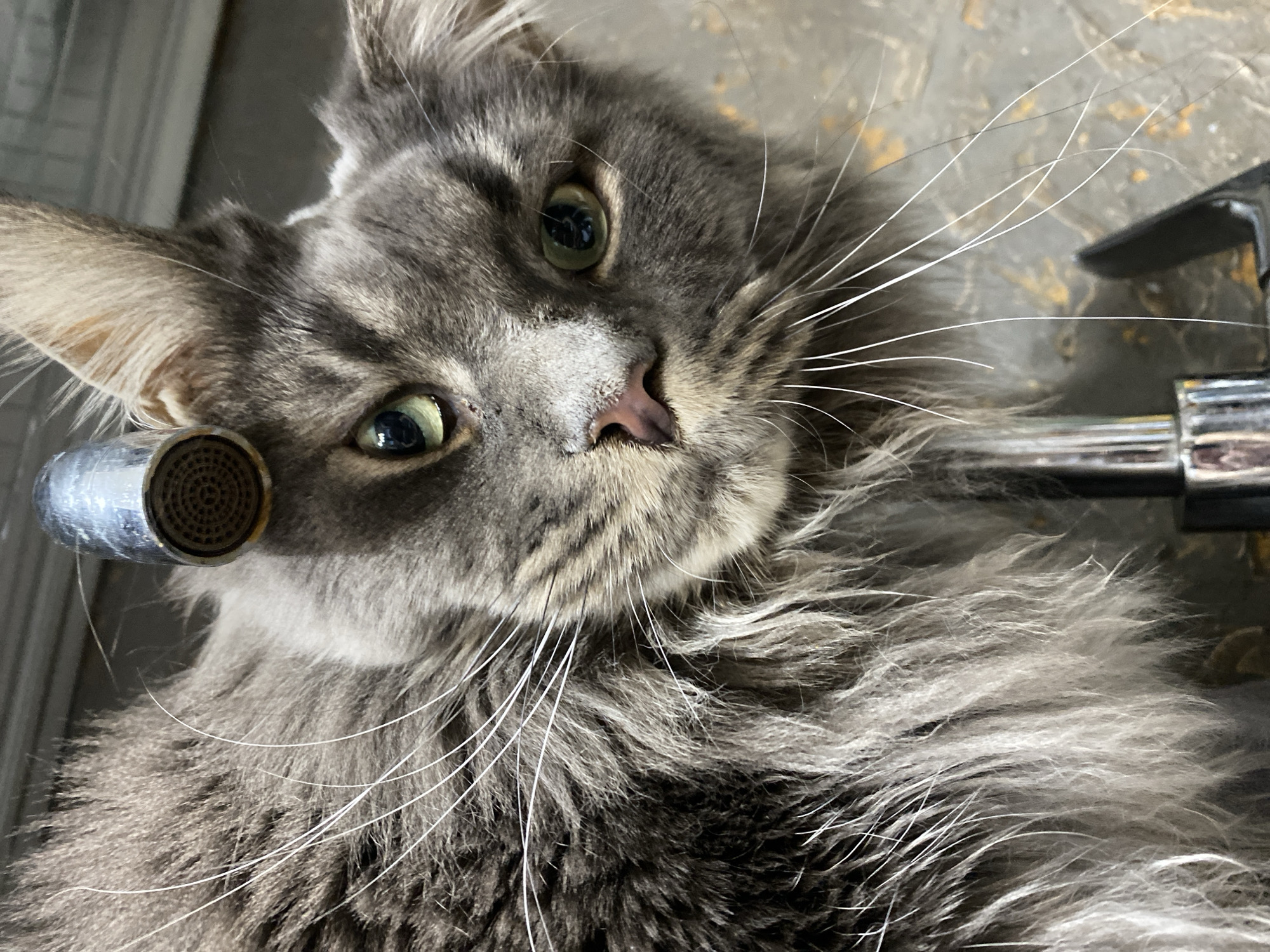 A gray, long-haired cat lies on its side next to a chrome bathroom sink faucet. The cat has light green eyes, a pink nose, and long white whiskers. The faucet is on the left side of the frame, near the cat's head, and part of the faucet handle is on the right side of the frame. The background is blurred.