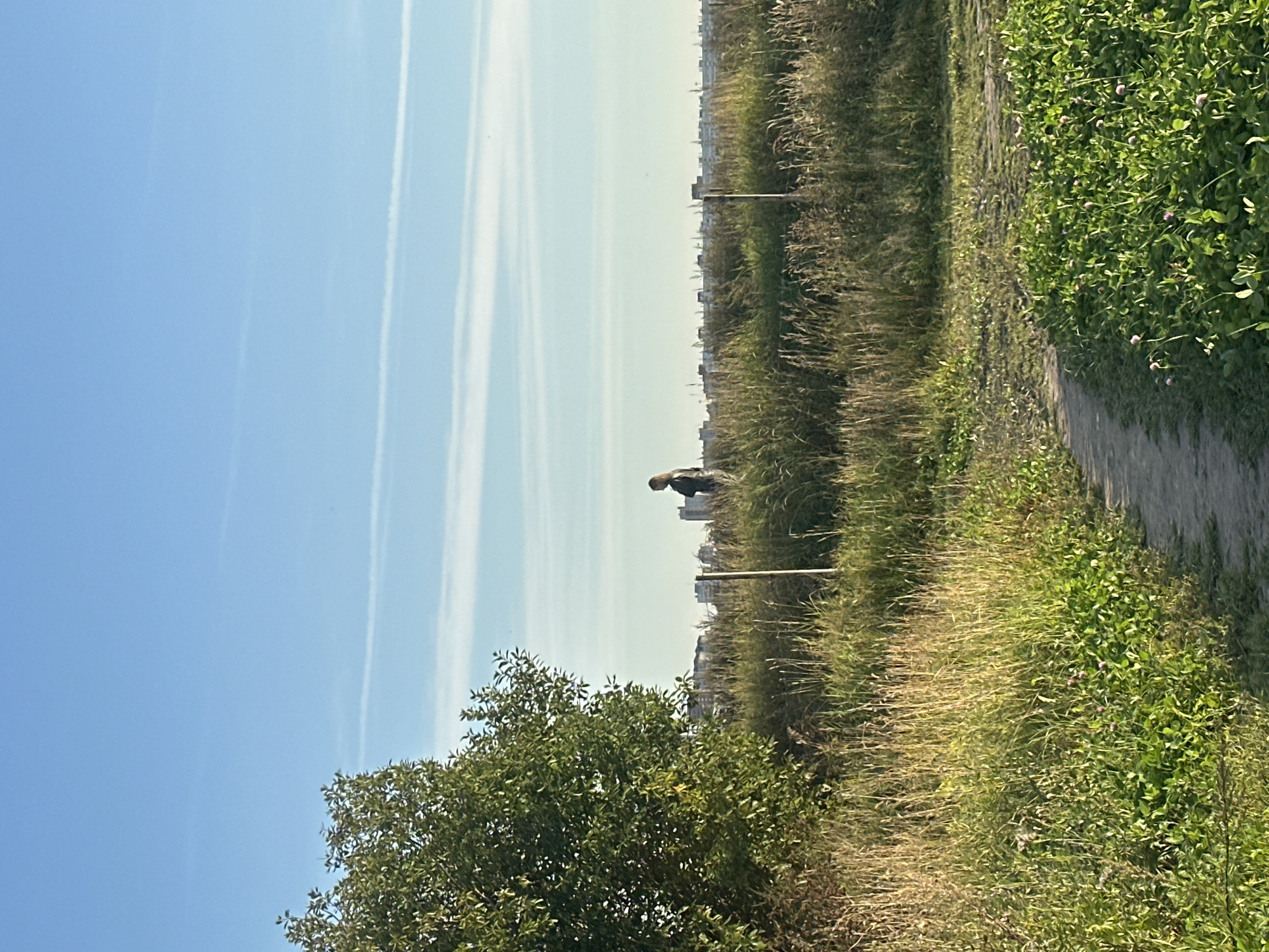 A solitary figure stands in a grassy field, facing away from the camera. The figure is silhouetted against a bright sky, with a line of buildings visible in the distance. The field is populated with tall, dry grass and scattered green foliage. A dirt path curves through the foreground, leading towards the figure. The sky is a clear blue with wispy white clouds. The scene appears to be an open, semi-rural area on the outskirts of a city.