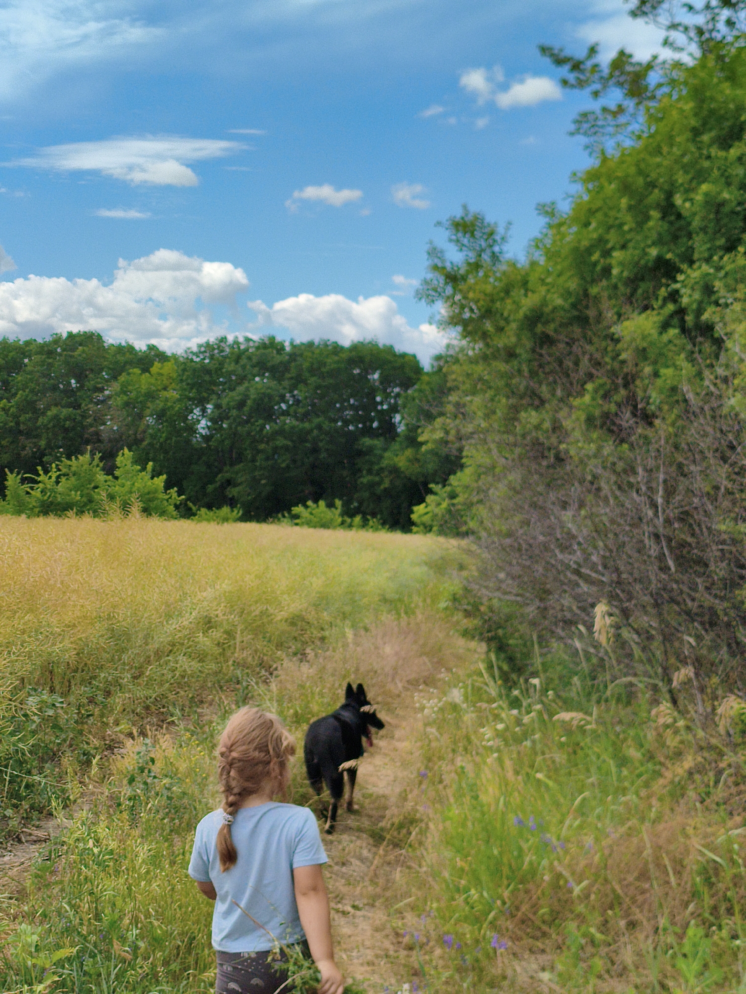 A young girl with braided blonde hair and a blue t-shirt walks on a dirt path in a rural landscape. She is followed by a black dog. The path is flanked by tall, dry grass and some green vegetation with small purple flowers. In the background, a field of golden-yellow plants stretches towards a line of dense green trees. Above, the sky is blue with scattered white clouds. The scene suggests a warm, sunny day, likely in the late afternoon or early evening given the lighting. The location is Ustyvytsia, Ukraine. There is no visible text in the image.