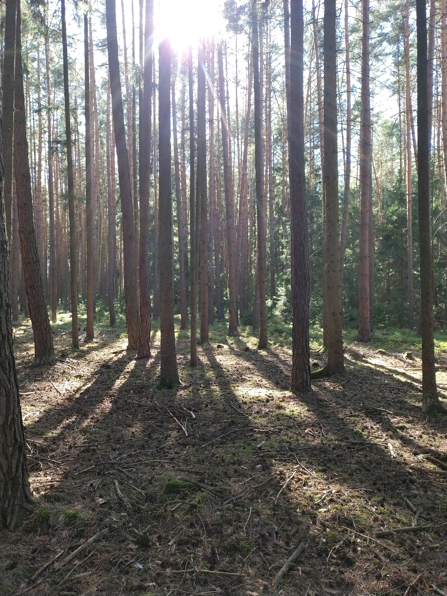 A sun-drenched forest in Drhovle, Czechia, is depicted in this vertical, eye-level, medium shot. The foreground is dominated by the forest floor, covered in pine needles, twigs, and patches of moss. Sunlight filters through the dense canopy of tall, slender pine trees, casting long, dramatic shadows across the ground. The trees are tightly packed, creating a sense of depth and a wall of vertical lines. The sky is a bright, blown-out white due to the intense sunlight shining directly into the camera lens, creating lens flare. No people or animals are visible in the scene.