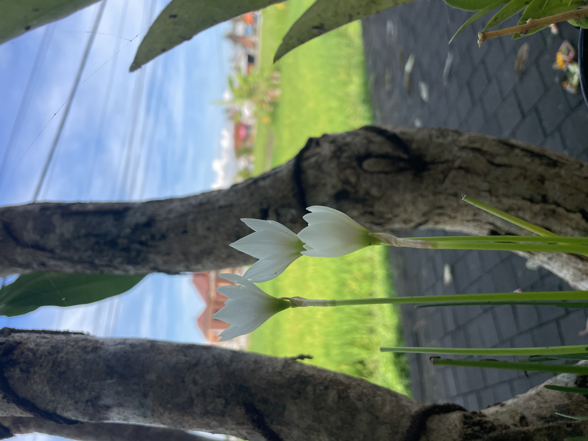 The image features two white flowers with long green stems, positioned in front of a weathered, gray tree branch. The background includes a green field and a blurred residential area under a blue sky with faint clouds. The ground is paved with dark gray tiles. The location appears to be a garden or natural area within an urban setting.
