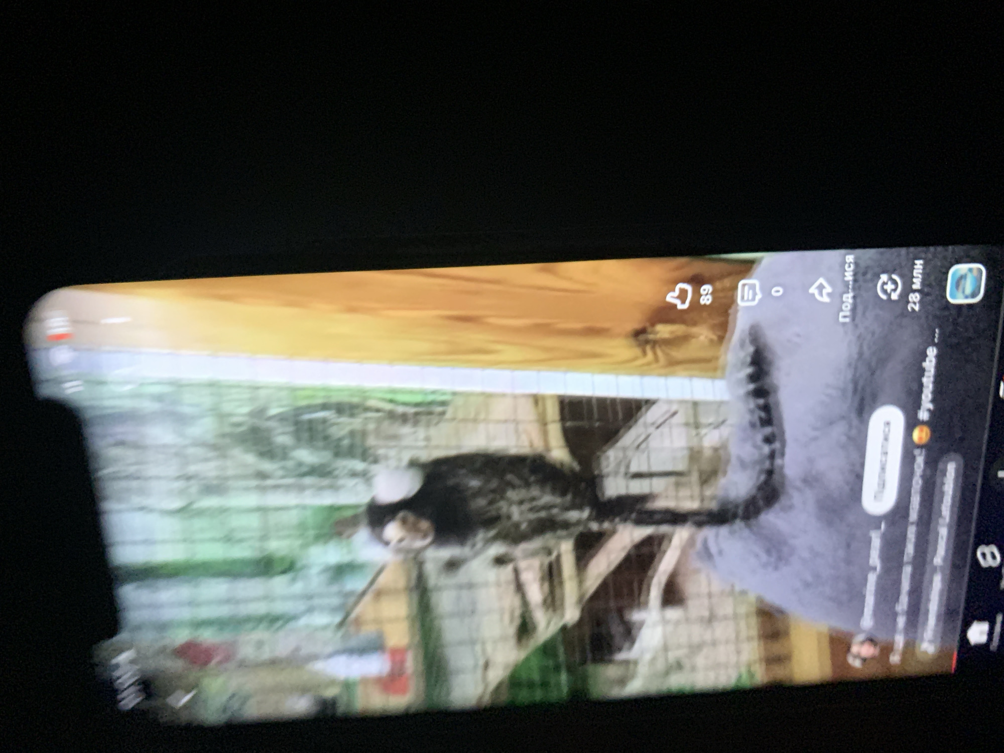 The image shows a close-up of a smartphone screen displaying a video of a small monkey with white tufts on its ears, perched on a grey, fuzzy surface. The monkey is dark with lighter speckles on its fur and has a long tail. The background appears to be an enclosure with bars and some greenery, possibly a zoo or a nature setting. On the right side of the screen, there are social media interface elements, including a heart icon with "89" below it, a comment icon with "0" below it, a share icon with "Под...ися" (likely meaning "Subscribe" in Russian), and a circular icon with "28 млн" (meaning "28 million" in Russian). At the bottom of the screen, there is a navigation bar with icons, including a home icon and the number "8". There is also text that reads "@marine_pearl_" and "Подписаться" (Subscribe) next to it. Further text includes a caption "Кот не боится таких малюток!" (The cat is not afraid of such little ones!) and "#youtube ...". The image quality is blurry, suggesting it was taken of a screen rather than a direct capture.
The image does not contain any information or visual cues that would allow for the determination of its location within the city of Zhmerynka, Ukraine.