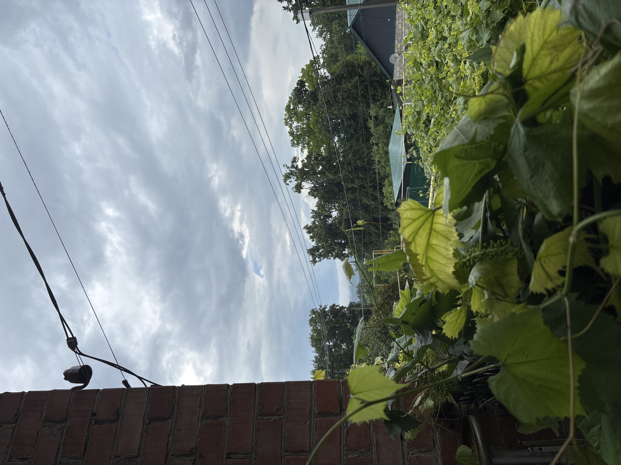 The image shows a view from a balcony or window in Солнечная Поляна, Russia, looking out over a garden and surrounding buildings. In the foreground, lush green grapevines with large leaves are prominent. To the left, a red brick wall of a building is visible, with a ceramic insulator and electrical wires attached to it. Beyond the vines, the scene opens up to a landscape with various trees, green roofs of buildings, and power lines stretching across the frame. The sky is overcast with clouds, suggesting a cloudy day. The overall impression is of a suburban or rural setting with a focus on vegetation and overhead electrical infrastructure.