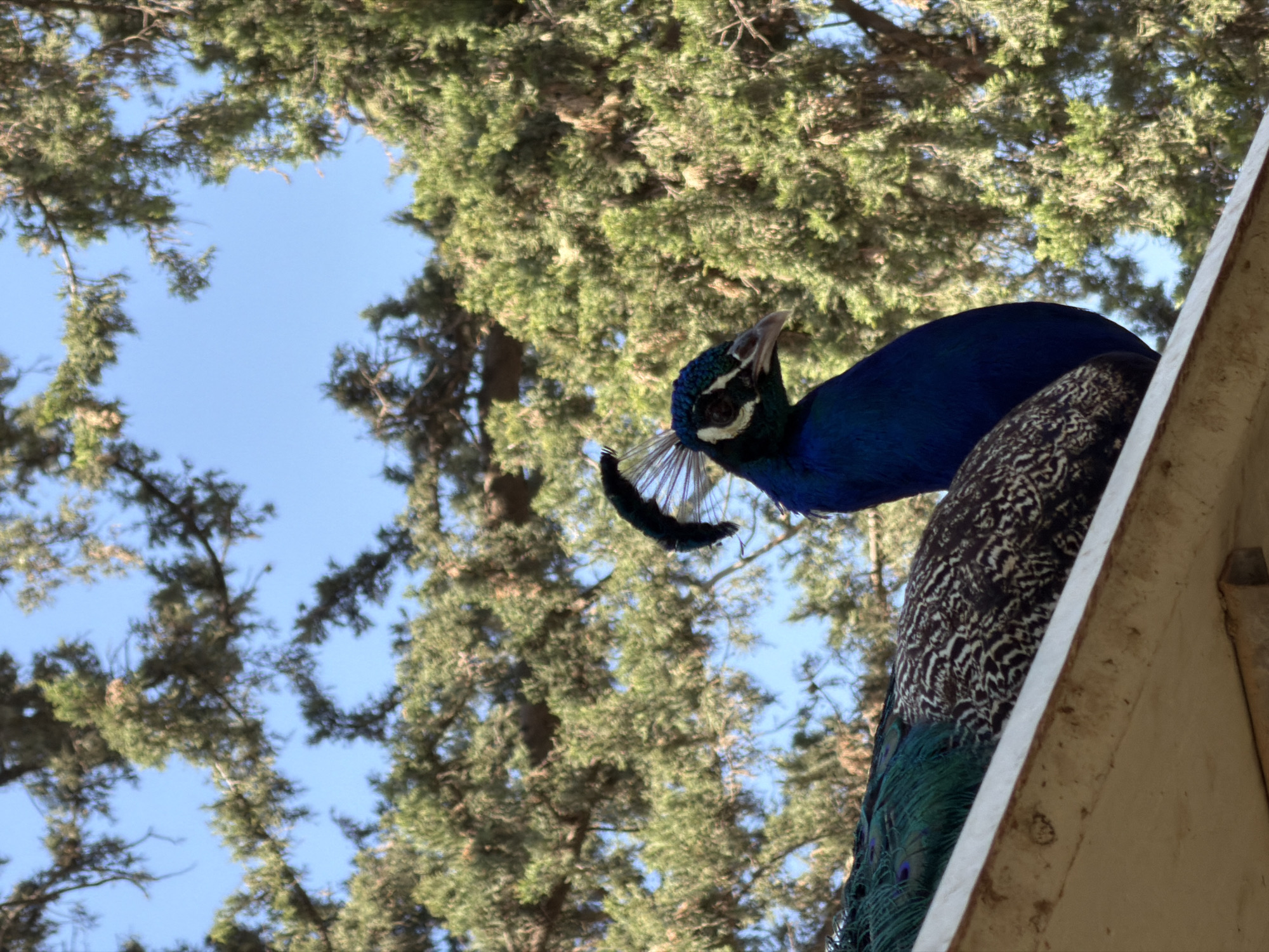 A peacock is perched on the edge of a structure, possibly a roof or building extension, against a backdrop of green trees and a blue sky. The peacock's head is turned to the left, and its iridescent blue plumage is visible. Part of the peacock's patterned body and feathers are also visible. The location is likely Zvulun Regional Council, Israel.