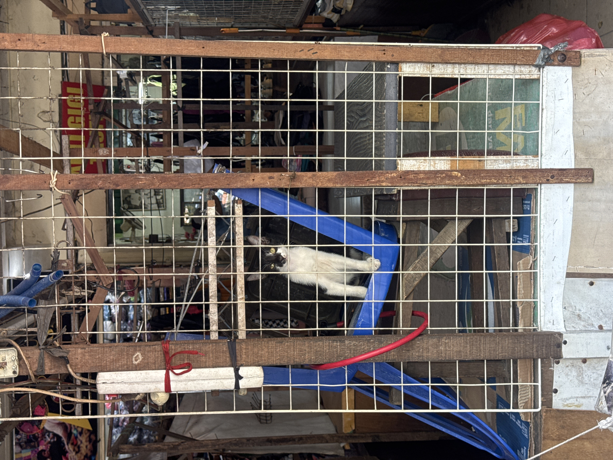 The image captures a street scene in Denpasar, Indonesia, focusing on a caged area with a black and white cat perched on a blue plastic structure. The cat is facing forward, with its body angled to the left. Behind the cat, a cluttered environment is visible, with shelves stocked with various items, suggesting a shop or market stall. The foreground features a metal cage with wooden posts, separating the viewer from the scene. A red hose is coiled on the left side of the cage, and various wires and pipes are suspended above. The background shows a busy street with more stalls and people. The overall impression is one of urban commerce with a domestic animal adding a touch of life to the scene.
