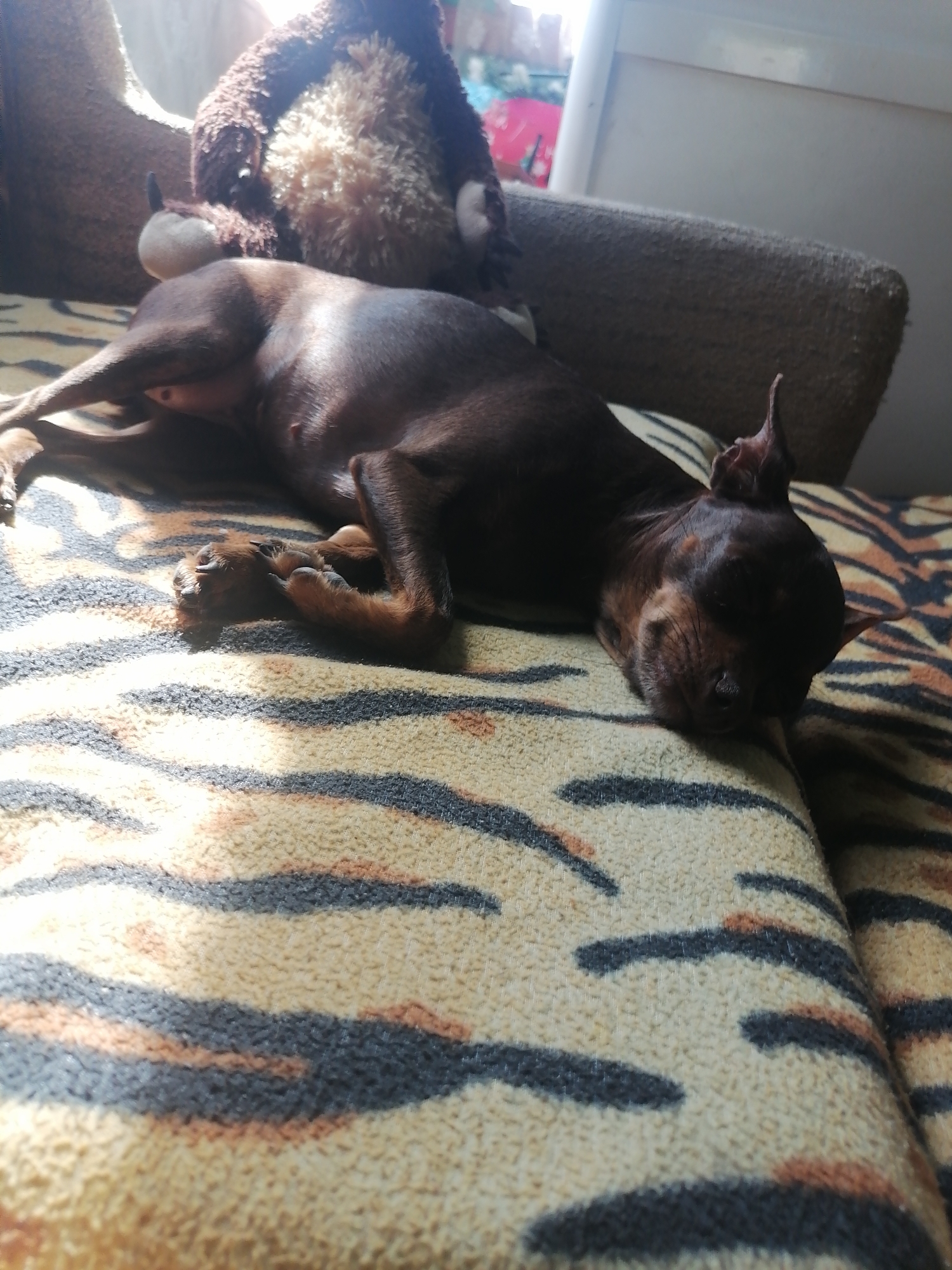 A small, dark-brown dog with erect ears is sleeping on a blanket with a tiger-striped pattern. The dog is lying on its side with its paws tucked in. In the background, a plush toy monkey is visible, and a piece of furniture appears to be made of a rough, textured fabric. The scene is illuminated by natural light, casting shadows on the dog and the blanket. The location is unspecified, but the description is limited to visual elements present in the image.