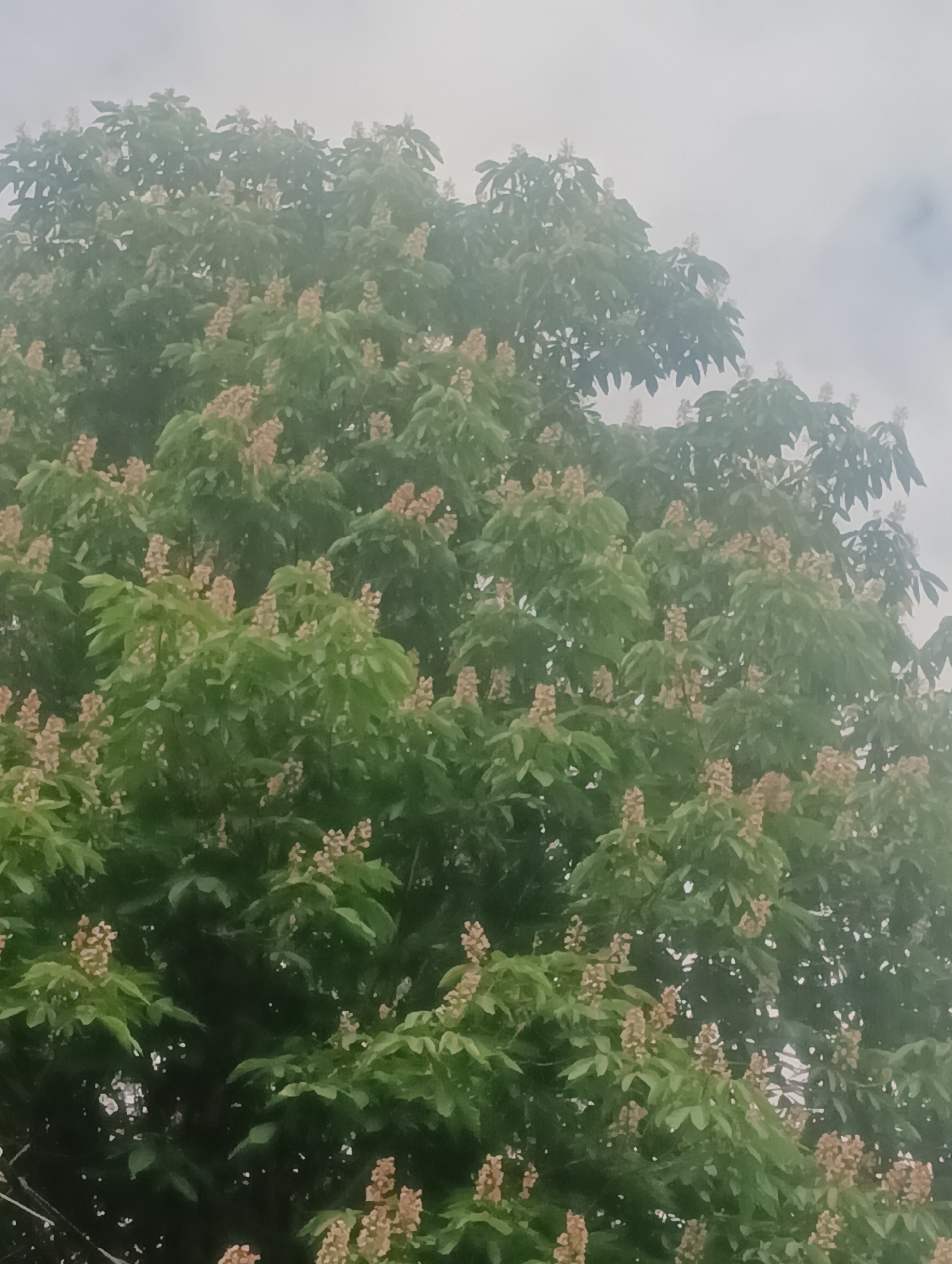 The image shows a close-up view of a large tree with many leaves and clusters of light brown flowers. The tree is full and dense, with the branches extending upwards and outwards. The sky is overcast and appears hazy or foggy. The leaves are a vibrant green, and the flowers are conical in shape, with many small petals. The lighting suggests it is daytime, possibly early morning or late afternoon due to the soft, diffused light. The image quality is somewhat blurry and lacks sharp detail. There is no indication of people, specific city locations, or any other contextual information beyond the natural elements of the tree and sky.