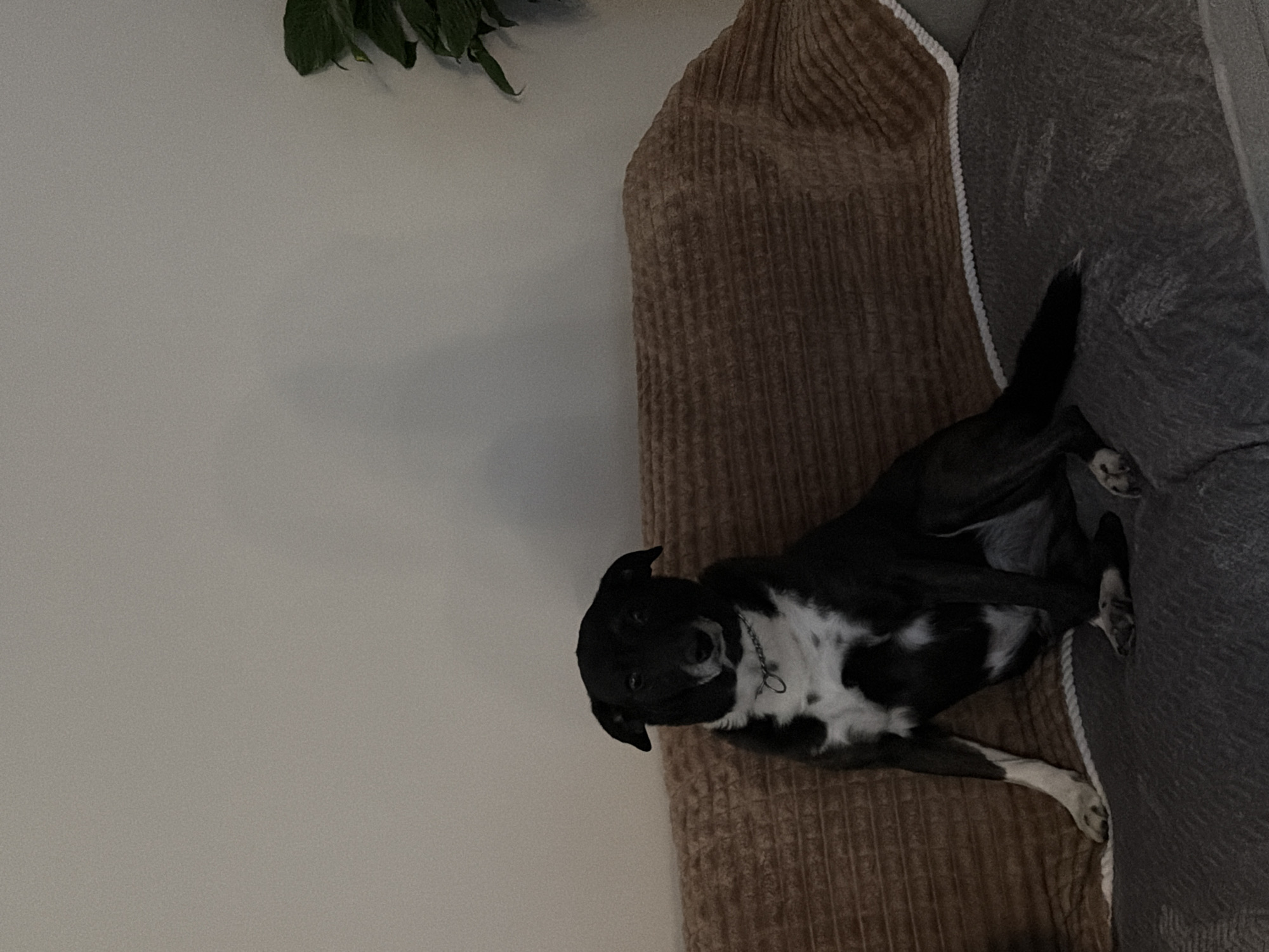 A black and white dog lies on a brown corduroy cushion next to a grey cushion. The dog is wearing a silver chain collar. Part of a green leafy plant is visible in the upper left of the frame. A white wall occupies most of the left of the frame. The photo was possibly taken indoors. There are no observable people. There is no verifiable evidence that the photo was taken in Barrio de Nuevo León, Mexico.
