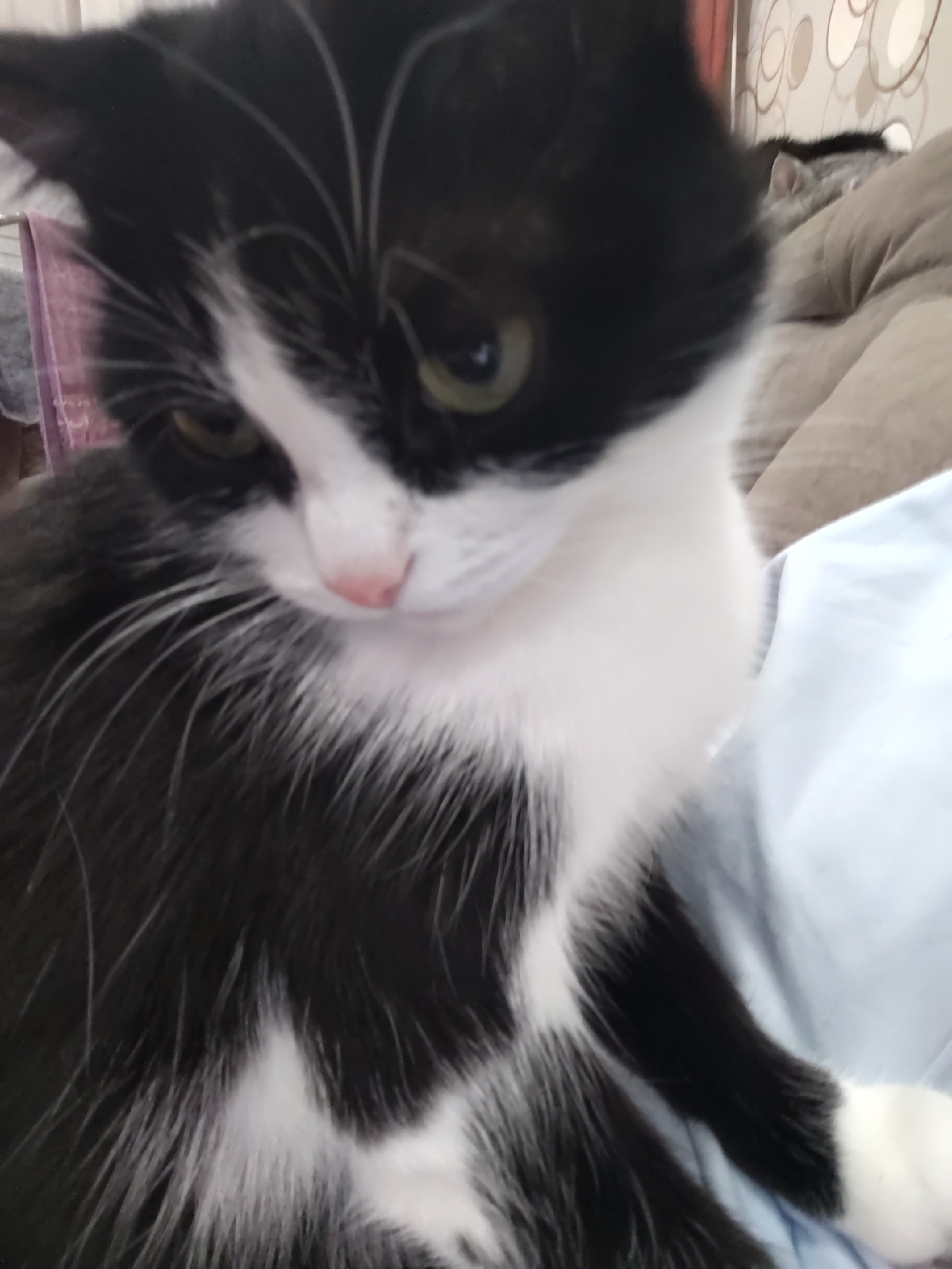 In this close-up, slightly blurry image, a black and white cat is the central subject. The cat is positioned in the foreground, facing partially away from the camera with its head tilted downwards. Its fur is predominantly black with white markings on its chest, paws, and a stripe down its face. The cat's eyes are a light green color. Its nose is a light pink. The cat appears to be resting on a light blue surface, possibly a blanket or piece of clothing. In the background, there is a glimpse of another cat, a gray tabby, lying on a light brown, textured surface, likely a sofa. The background is out of focus, with some circular patterns visible on a wall. The lighting is natural, and the overall scene suggests a domestic indoor environment. The image quality is somewhat poor, with a lack of sharp detail and some digital noise present.