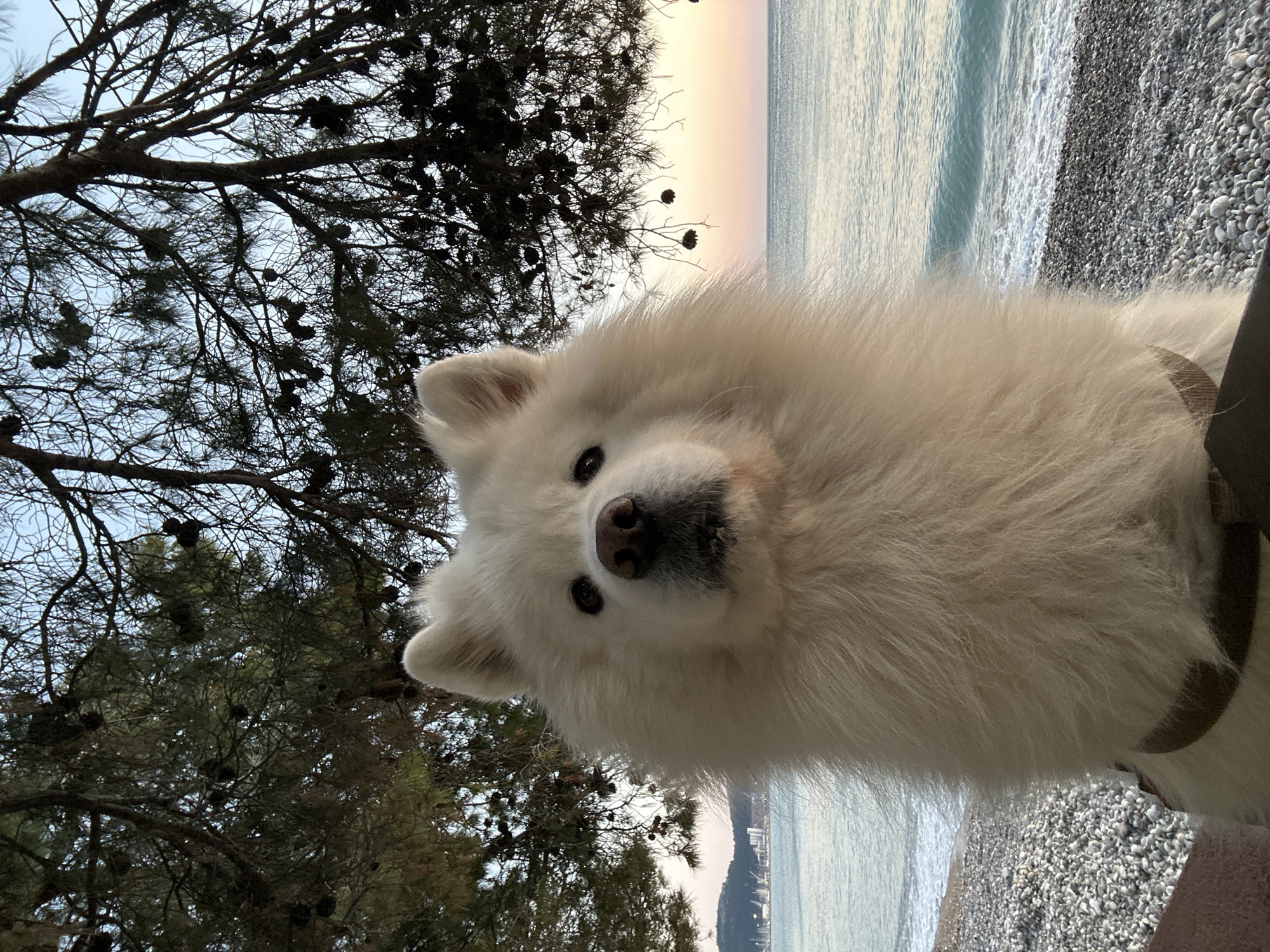 The image shows a white Samoyed dog in the foreground, wearing a brown collar. Behind the dog is a pebbled beach with the sea. In the distance, there's a coastline, possibly part of the city of Šušanj, Montenegro. The background sky is pastel shades, suggesting dusk or dawn. To the left, there are branches of a pine tree. The image is taken from a low angle.
