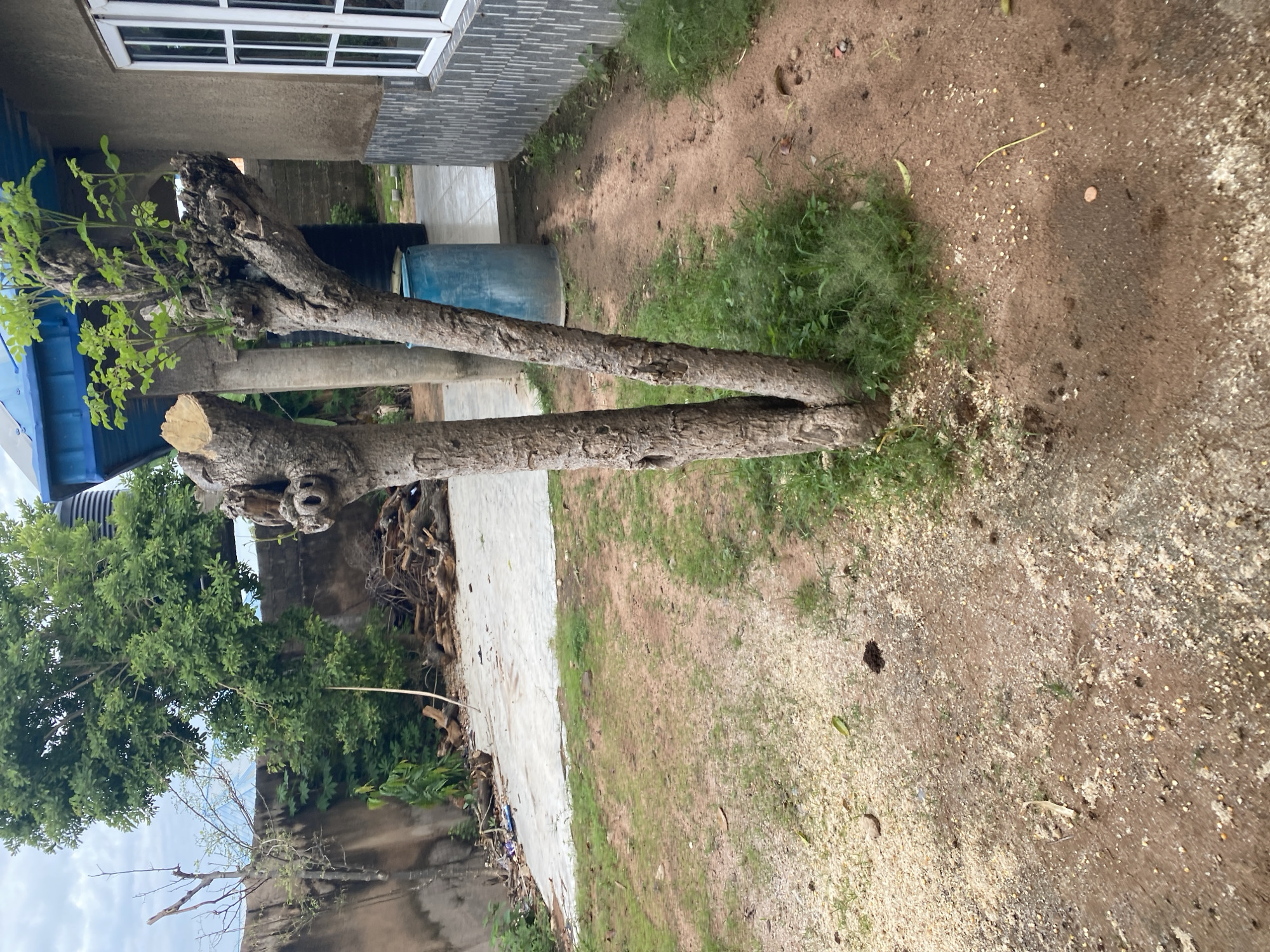 The image captures a courtyard scene in Jauro Yinu, Nigeria, dominated by a large, split tree trunk in the foreground. The tree has multiple rough, knotty branches and new green leaves are sprouting from its upper section. Behind the tree, a blue plastic barrel stands near a concrete patio, which is littered with cut branches and debris. A wall, possibly part of a building, runs along the left side of the frame, with vegetation growing against it. To the right, a building with a grey, textured facade and a white-framed window is visible. The ground is a mix of dirt, sand, and sparse green grass, with scattered yellow seeds or debris. The overall impression is one of a somewhat neglected outdoor space.