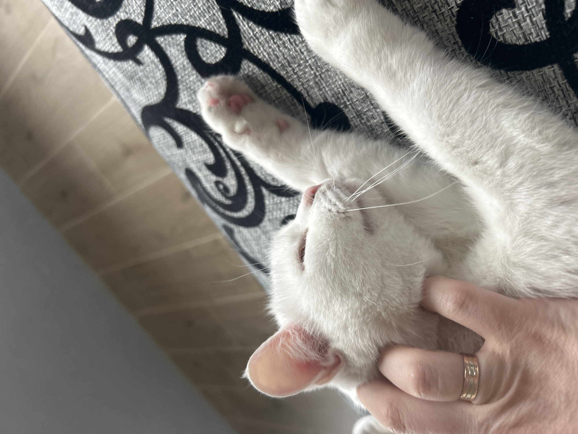 A person's hand with a gold ring is caressing a white cat lying on a patterned gray and white surface. The cat is on its back, with one paw raised. The cat's pink toe beans are visible. The photo appears to be taken indoors. No specific location in Chaikovsky, Russia, is identifiable in the image.
