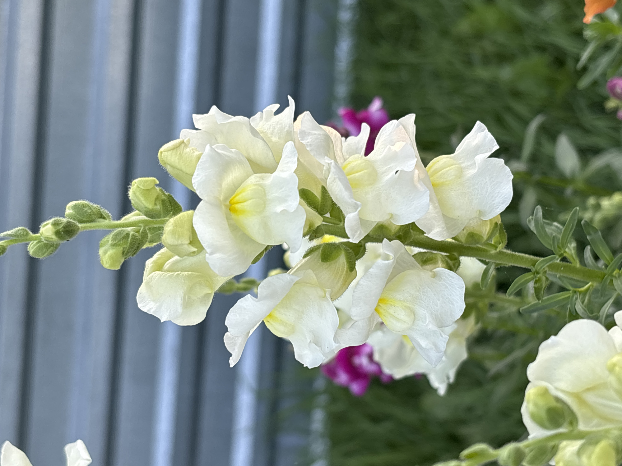 A vertical, close-up, eye-level, outdoor shot displays a cluster of white snapdragon flowers in the foreground. The flowers have delicate, white petals with pale yellow centers and are arranged along a green stalk. Behind the flowers, a blurred background shows a grey, corrugated metal fence and green grass. A few other flowers, including pink ones, are visible further back and out of focus. The image was taken in the city of Voroshilovka, Kazakhstan.