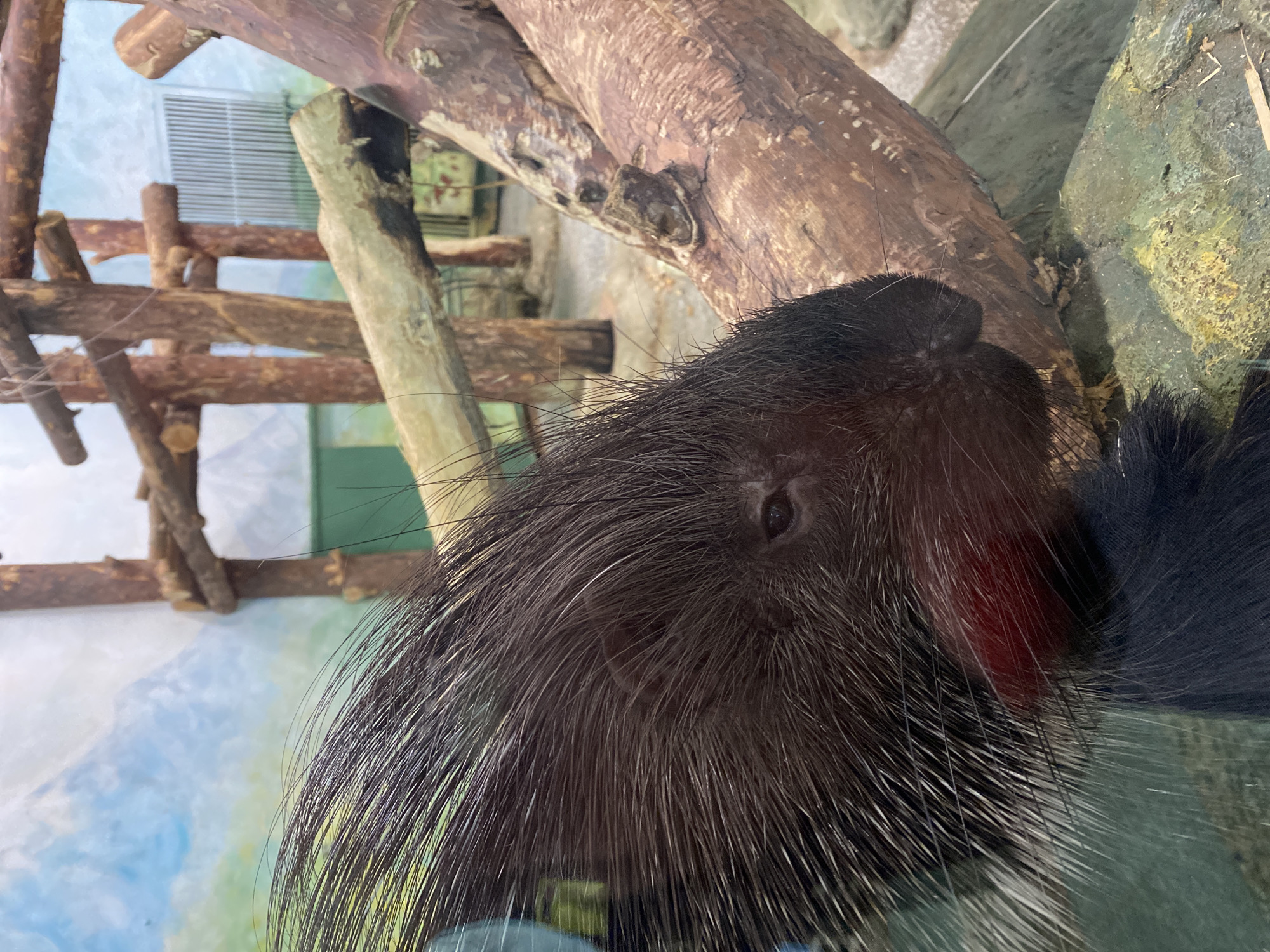 The image shows a close-up of a porcupine's face, likely behind glass. The porcupine has black and white quills, and its eye is visible. Behind the porcupine, there is a simulated environment, including a wooden structure and a painted backdrop with blue and green hues. This suggests the porcupine is in a zoo or animal exhibit.
Given the information available, it is impossible to determine the exact location of this image in the city of Yekaterinburg, Russia, without any further details.