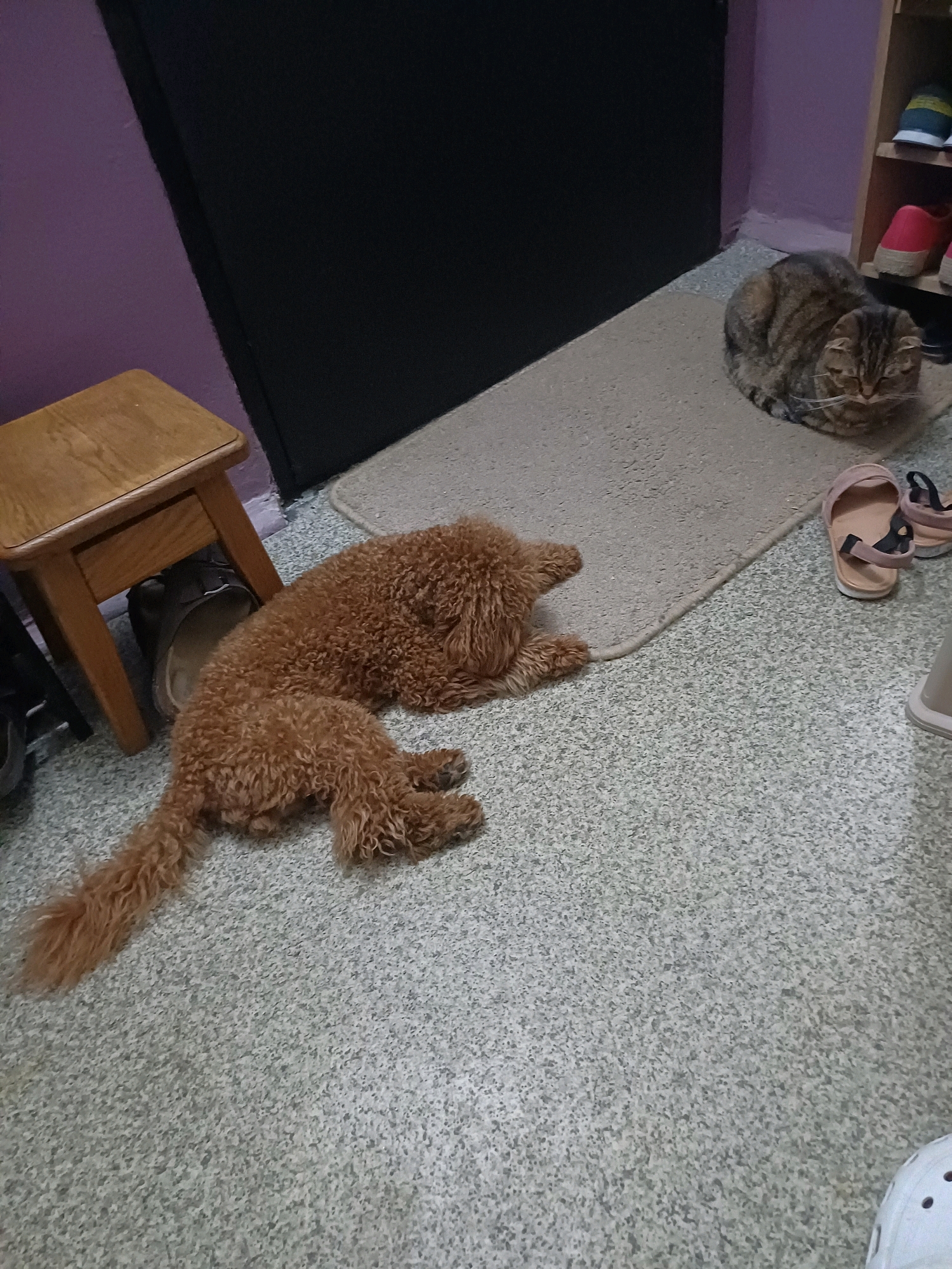 A brown poodle and a tabby cat are resting on a floor with a patterned carpet. The poodle is lying down on its side, with its tail curled. The cat is curled up on a separate rug. A small wooden stool is to the left of the poodle. There is a shoe rack with several pairs of shoes in the background. The scene appears to be indoors, possibly in a residential setting. There is no visible indication of the location in Kyiv, Ukraine.