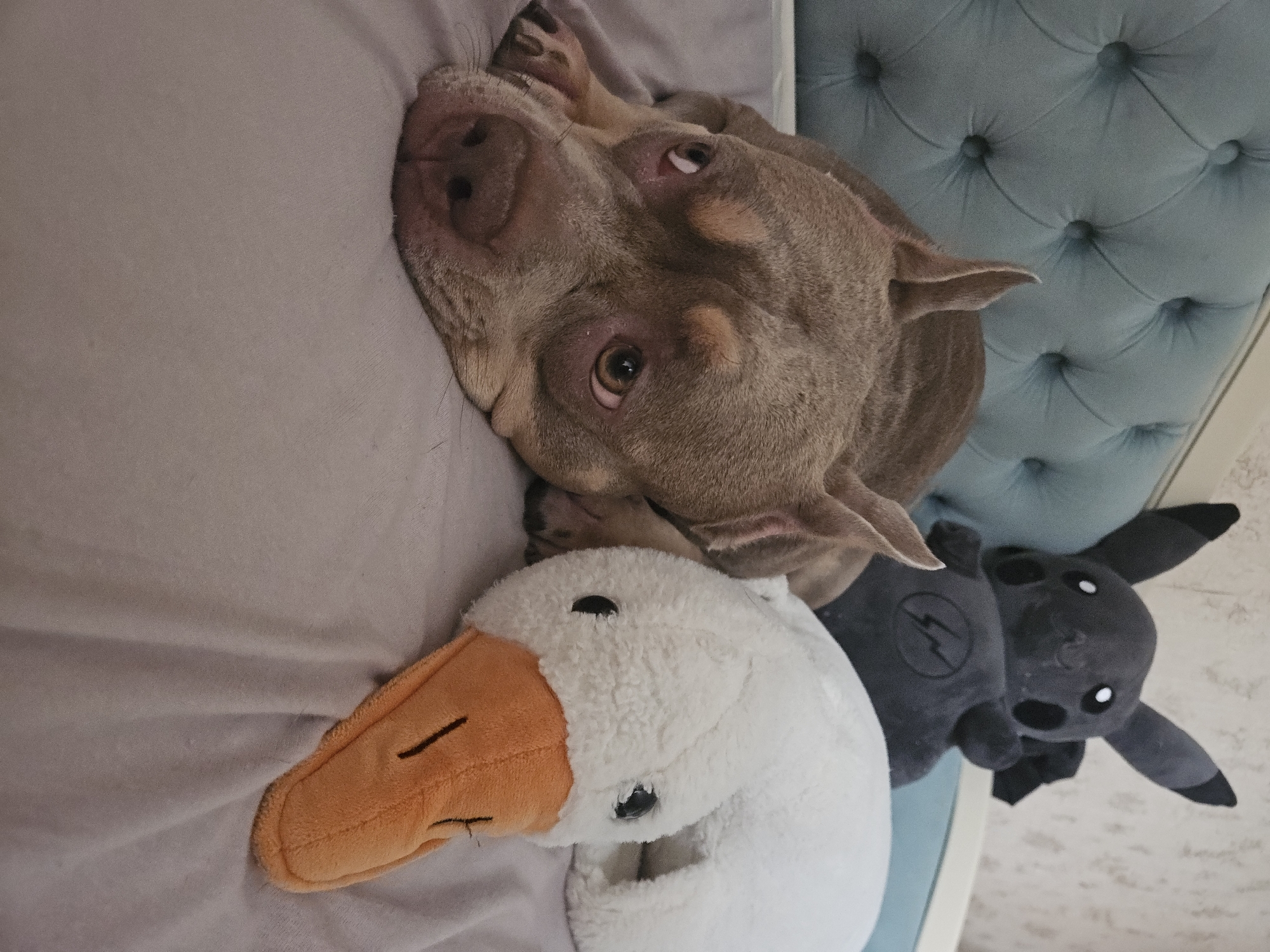 In Ulyanovsk, Russia, a dog is lying on a bed next to two stuffed toys. The dog, a brown pit bull-type breed, is resting its head on the bed with its eyes open and looking towards the camera. Beside the dog is a white stuffed goose with an orange beak. Behind the dog and goose, a dark gray stuffed toy resembling Pikachu is positioned. The bed has a blue tufted headboard. The overall environment suggests an indoor domestic setting.