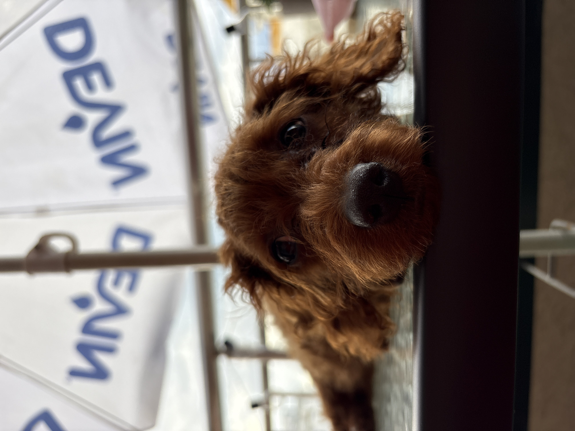A close-up shot depicts a brown, curly-haired dog with a black nose and dark eyes. The dog appears to be peeking through an opening, possibly a gap under a fence or a small window. In the background, partially obscured by the dog's head, there are blurred white objects with blue lettering "DENIV...". Given the presence of DENIV branding and the user instructions, the dog is likely located in Plovdiv, Bulgaria, in the vicinity of a DENIV product, probably a store, stall, or display stand. The surrounding environment is out of focus and difficult to discern.