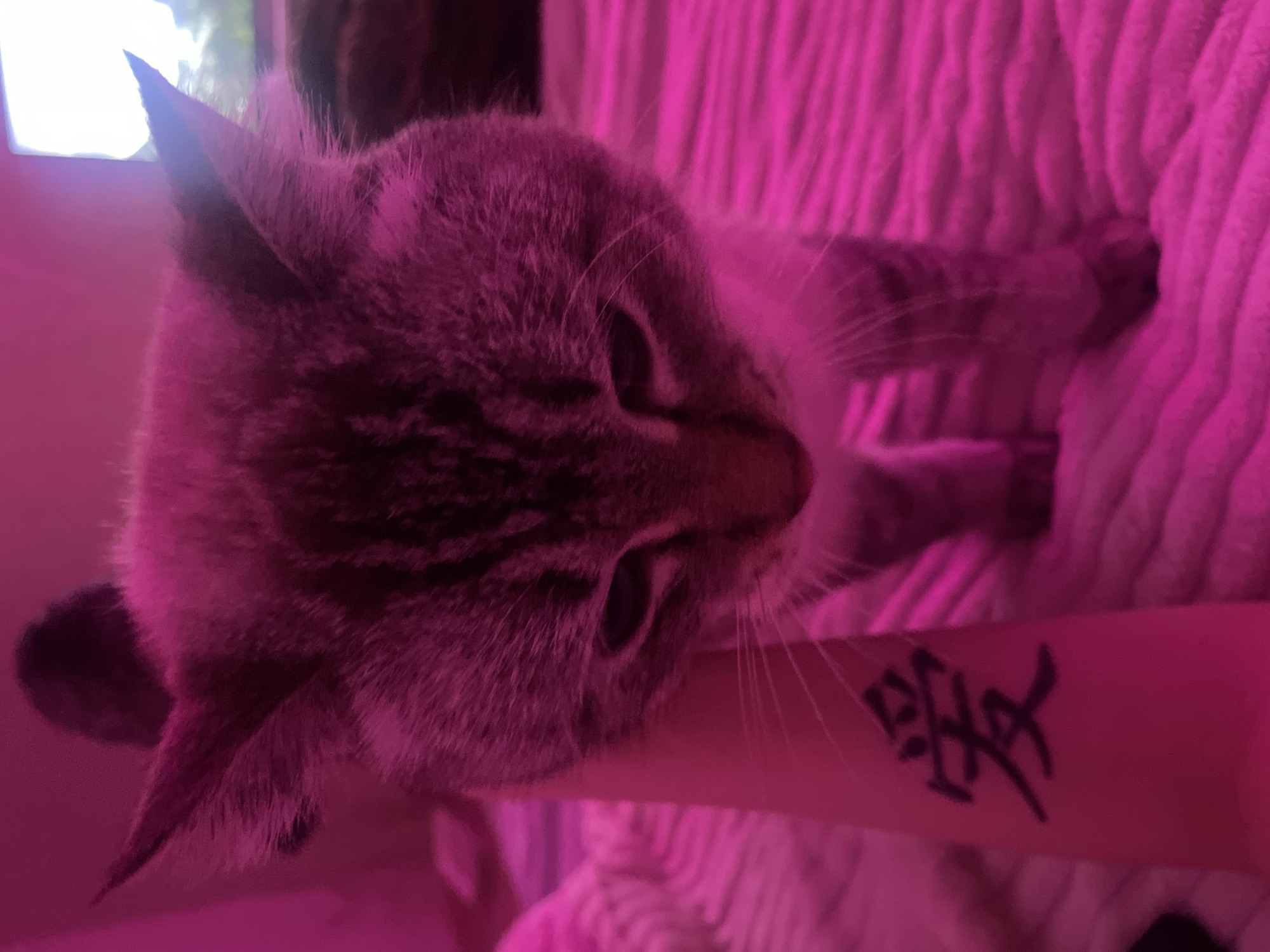 A close-up shot shows the head and front paws of a tabby cat. The cat's fur is a mix of gray and black stripes, and its eyes are dark. The cat is held in a person's arms, and the person's arm has a black tattoo with what appears to be Japanese calligraphy. The scene is bathed in pinkish light, possibly from a colored light bulb or filter. In the background, a white, ribbed blanket is visible, suggesting a comfortable indoor setting. The overall mood of the image is intimate and relaxed, with the cat appearing calm and content.
