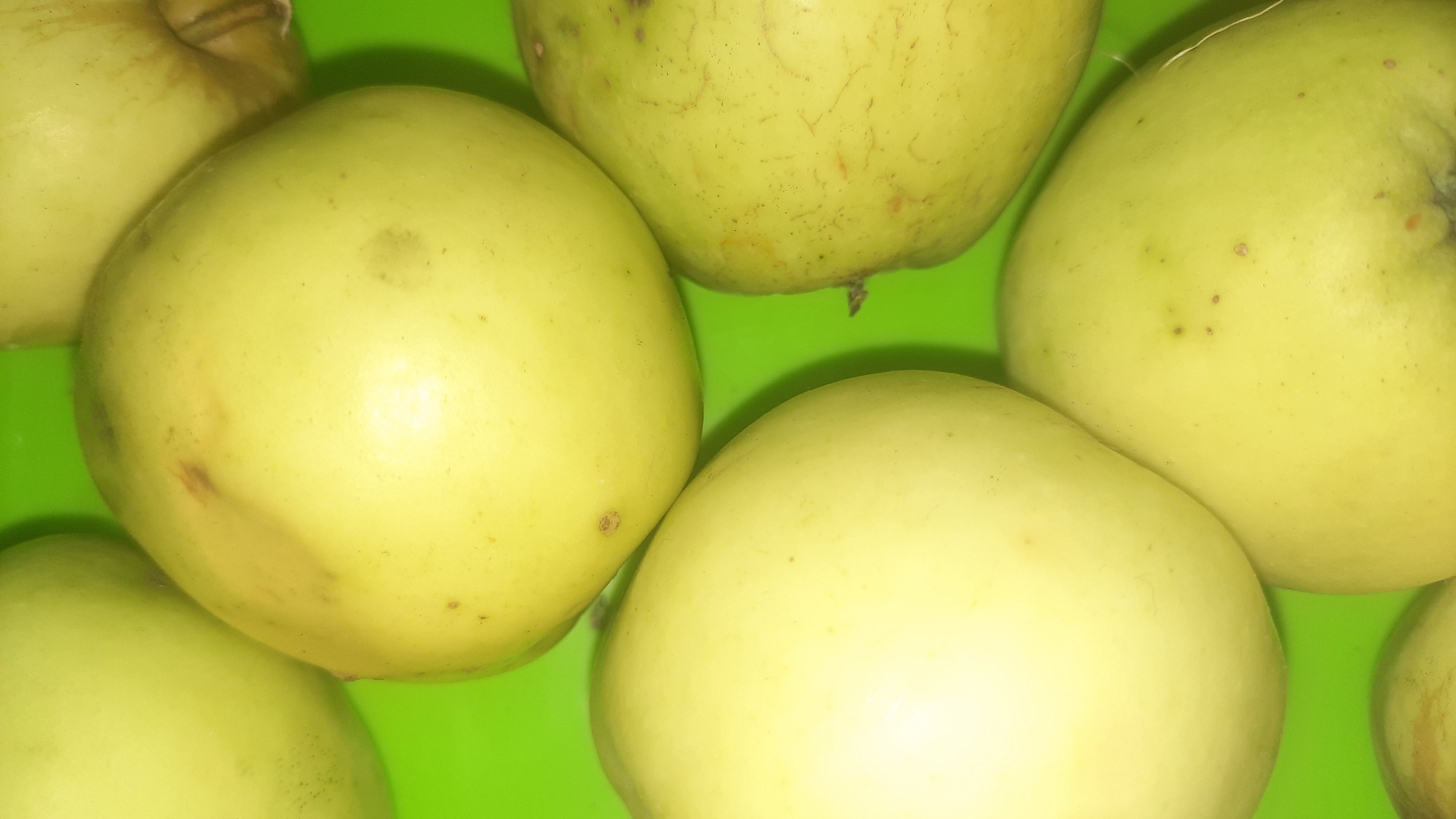 A top-down, close-up shot shows several light-yellow, round fruits arranged on a bright green surface. The fruits appear to be apples, with some showing slight discoloration or bruising. The lighting suggests an indoor setting, possibly a kitchen or storage area. The image has a shallow depth of field, with the fruits in the foreground being sharp and in focus, while those in the background are slightly blurred. No people or specific geographical landmarks are visible. The image is devoid of any information that could indicate its location in the city of Шклоў, Belarus.