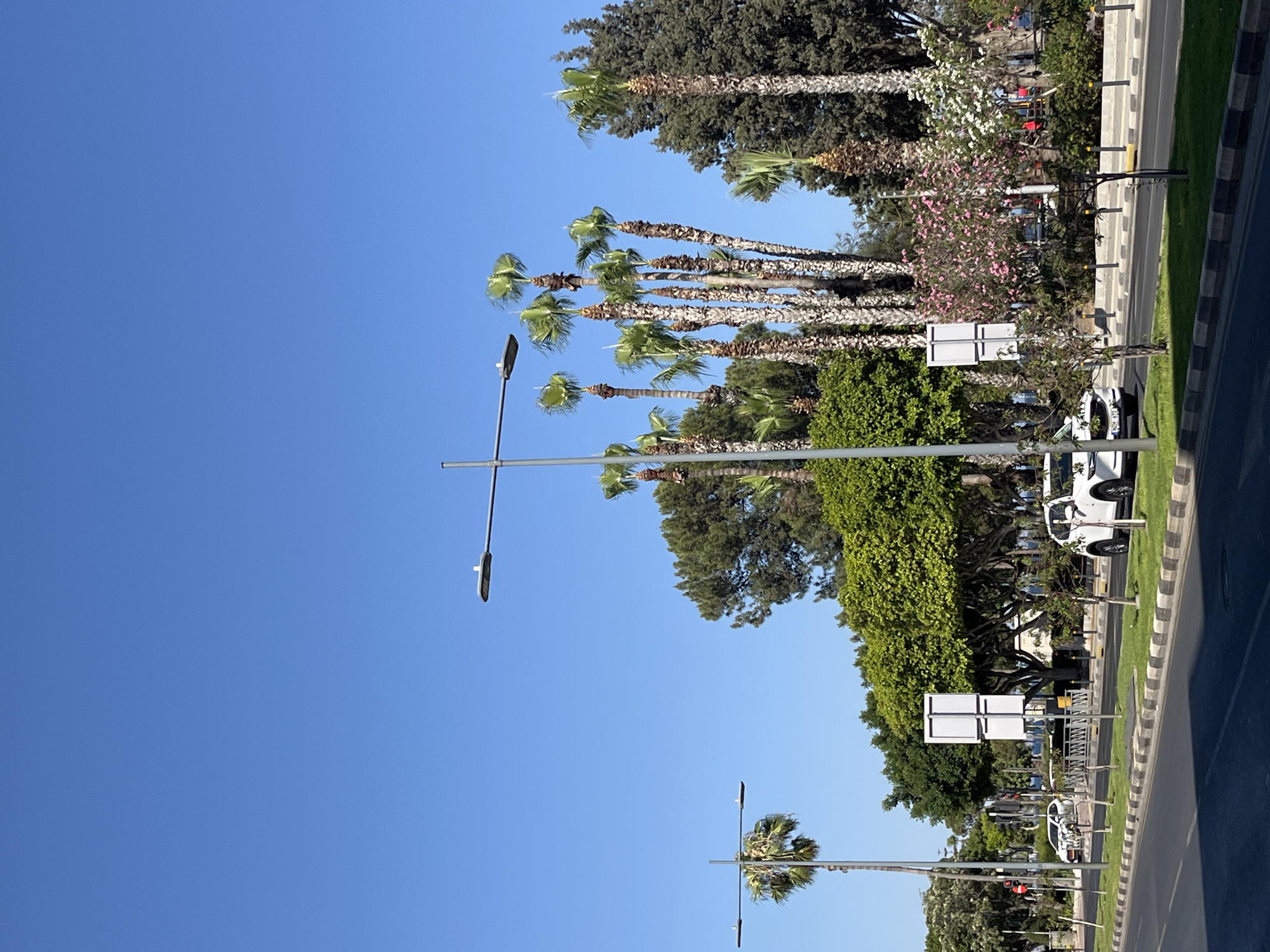 This is a vertical, eye-level, outdoor shot of a street scene in Limassol, Cyprus, on a clear, sunny day. The image is dominated by a bright blue sky and features a row of tall palm trees lining a paved road. The palm trees are a mix of mature specimens with thick, textured trunks and younger, more slender ones. They are interspersed with lush green foliage and flowering trees with pink and white blossoms.
Along the side of the road, there is a pedestrian walkway with a striped curb. Streetlights are visible, some with modern, elongated lamps. Several cars are parked or driving on the road, including a white hatchback and another white vehicle. Road signs, possibly indicating parking or traffic regulations, are mounted on poles. The scene suggests a well-maintained urban or suburban environment with a tropical or Mediterranean feel. The time of day appears to be late morning or early afternoon, given the bright sunlight and strong shadows. No people are prominently featured in the image. The overall mood is peaceful and bright.