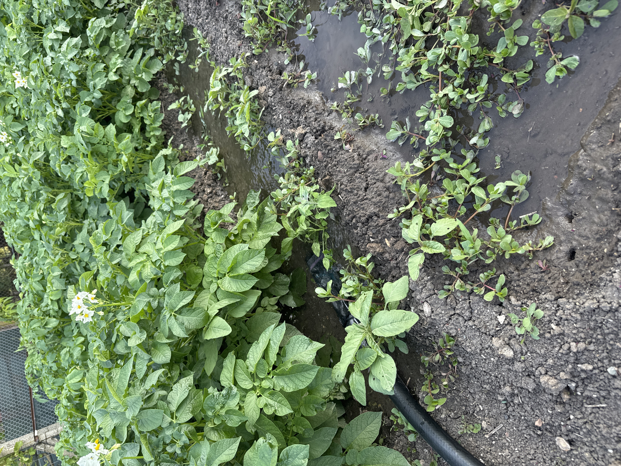 The image depicts a garden scene, presumably in Sarnevo, Bulgaria. On the left, dense green potato plants with white flowers are thriving. A black hose snakes through the garden bed. A narrow channel, likely for irrigation, runs through the center of the frame, filled with standing water. Along the channel edges, smaller green plants, possibly purslane or other weeds, are growing, some partially submerged in the water. The soil appears dark and moist, with some areas showing signs of cracking. A chain-link fence is visible in the background, indicating the perimeter of the garden.