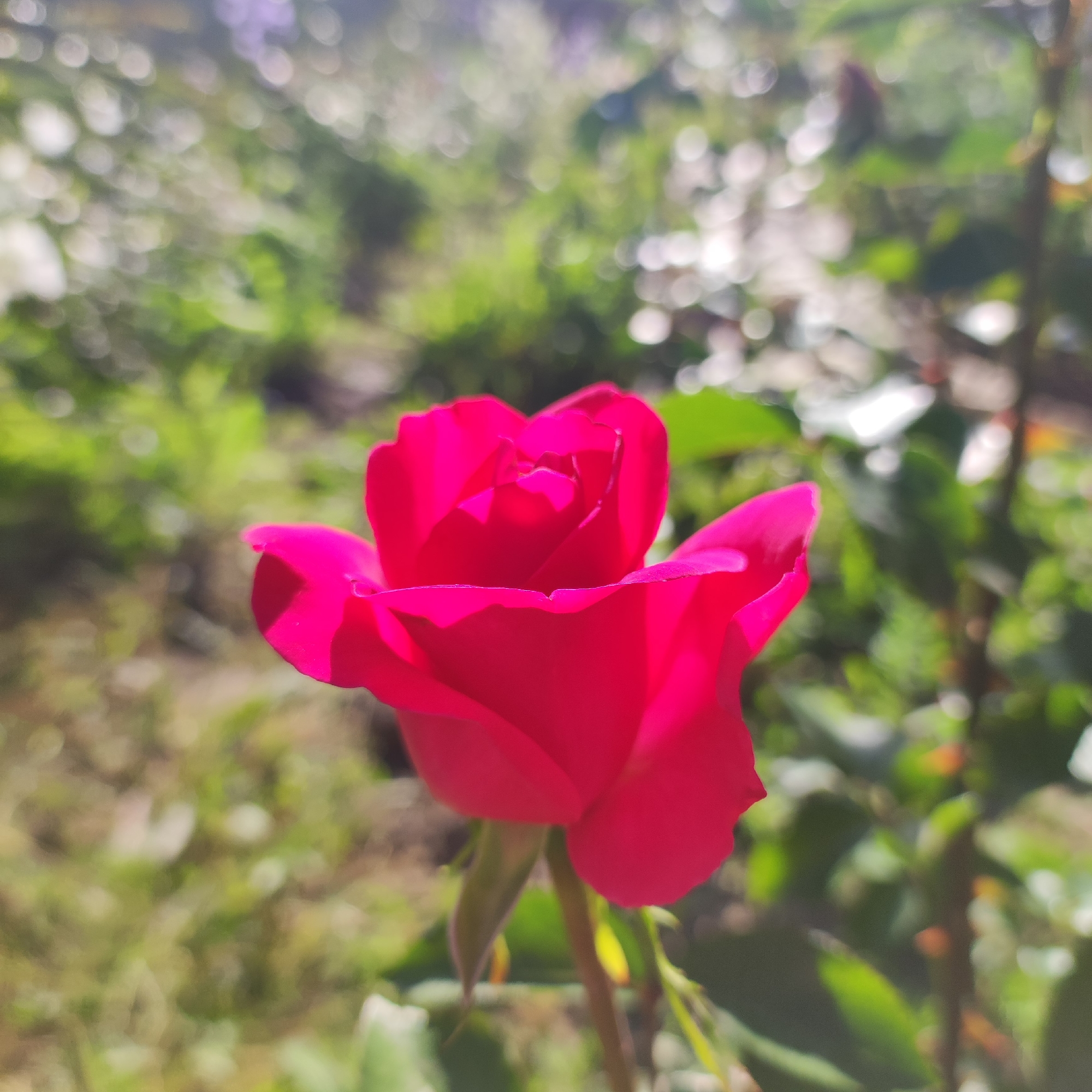 The media file shows a close-up of a bright pink rose in bloom. The rose is the primary subject, positioned in the center of the frame, with its petals unfurling. The background is softly blurred, creating a bokeh effect with patches of green foliage and bright, out-of-focus circles of light, suggesting it was taken outdoors on a sunny day. The lighting indicates it's daytime, likely morning or afternoon, with sunlight dappling through leaves. No people are visible. The setting appears to be a garden or natural outdoor environment with other plants and possibly trees in the distance. The overall mood is peaceful and natural, highlighting the beauty of the rose. There is no visible text in the image. The location context provided is Navoloki, Russia.