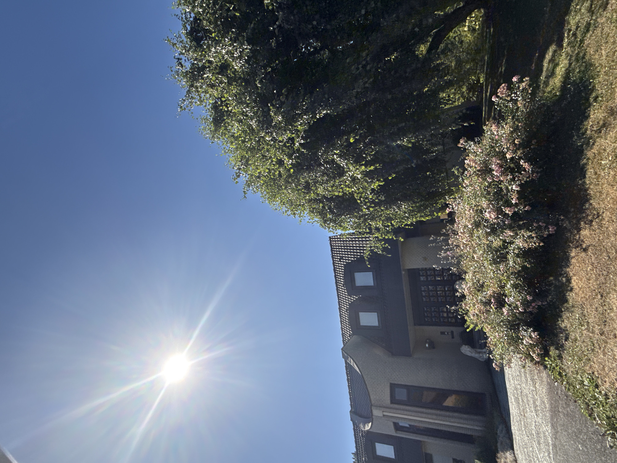 In the city of Bad Lauterberg im Harz, Germany, under a clear blue sky with a bright sun and lens flare, a modern, multi-story building with a grey brick facade and dark grey mansard roof is visible. The building features several dormer windows and dark-framed rectangular windows. In front of the building, a driveway leads to the entrance, flanked by a bush with light pink flowers and dry grass. To the right of the building, a large, leafy tree with cascading branches dominates the scene, casting shadows on the ground. Two light-colored statues, possibly lions, are positioned near the entrance of the house. The image captures an exterior view of a residential property on a sunny day.