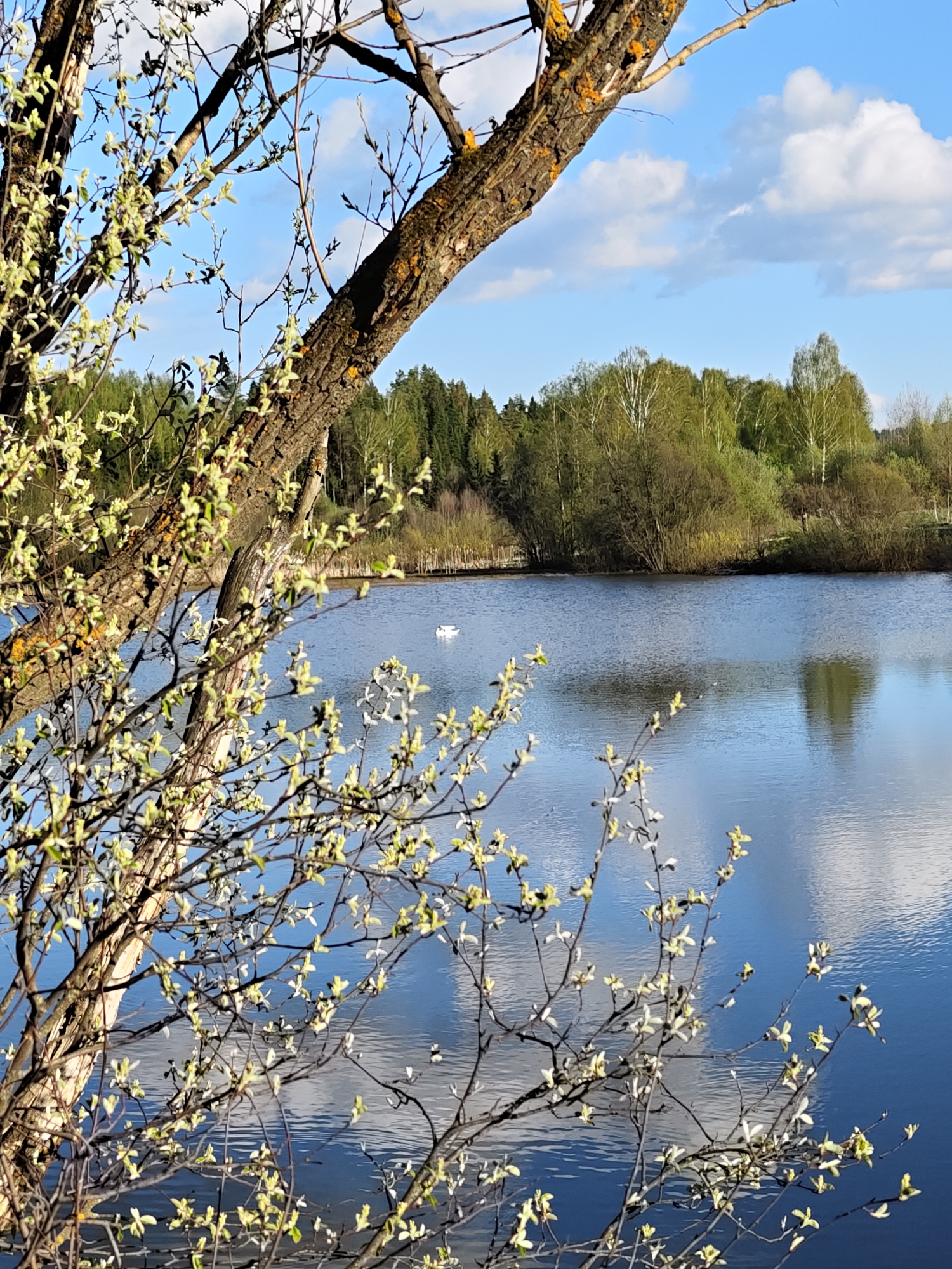 The image depicts a serene scene on a body of water, possibly a lake, in Malyi Bukor, Russia. A tree branch with budding leaves frames the left side of the image. The water reflects the sky with patches of blue and fluffy white clouds. In the distance, a line of trees borders the water's edge. A single white swan is visible on the water.