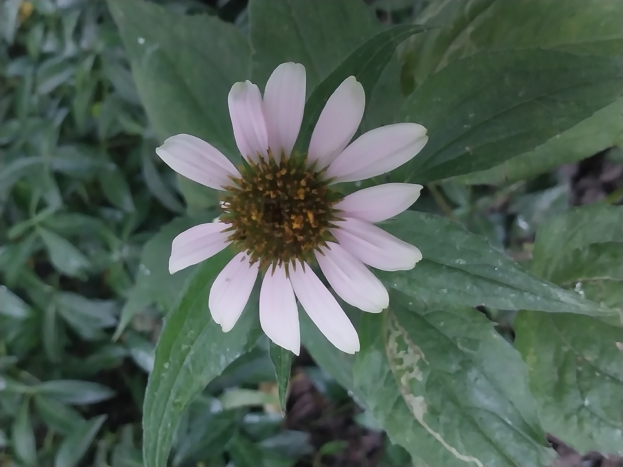 A close-up, vertical shot showcases a pale pink echinacea flower in full bloom, its petals radiating outwards from a dark, spiky center. The flower is positioned centrally, with its face tilted slightly towards the viewer. The background consists of out-of-focus green foliage, suggesting an outdoor setting like a garden or park. Some leaves in the foreground show signs of damage or discoloration. No people or specific city landmarks are visible. The overall impression is one of natural beauty and a focus on the delicate details of the flower.