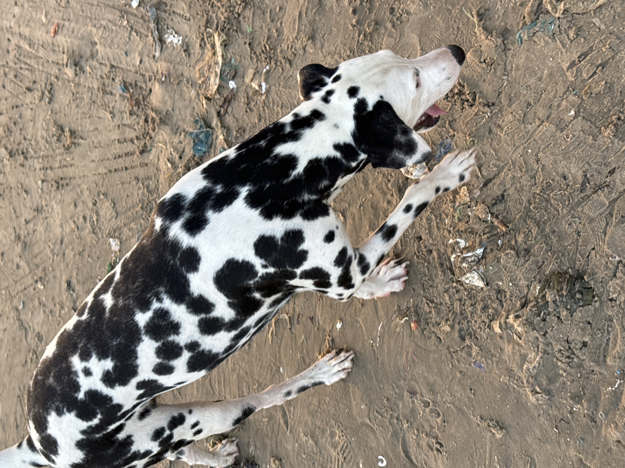 A dalmatian dog is walking on a sandy surface with some debris. The dog has black spots on a white coat and is looking down towards the ground with its mouth open and tongue visible. The ground is a mix of sand and dirt with various pieces of trash scattered around. There are tire tracks visible in the sand. The lighting suggests it is either early morning or late afternoon. The location appears to be a beach or a sandy area in Mũi Né, Vietnam, given the presence of debris and the sandy terrain.