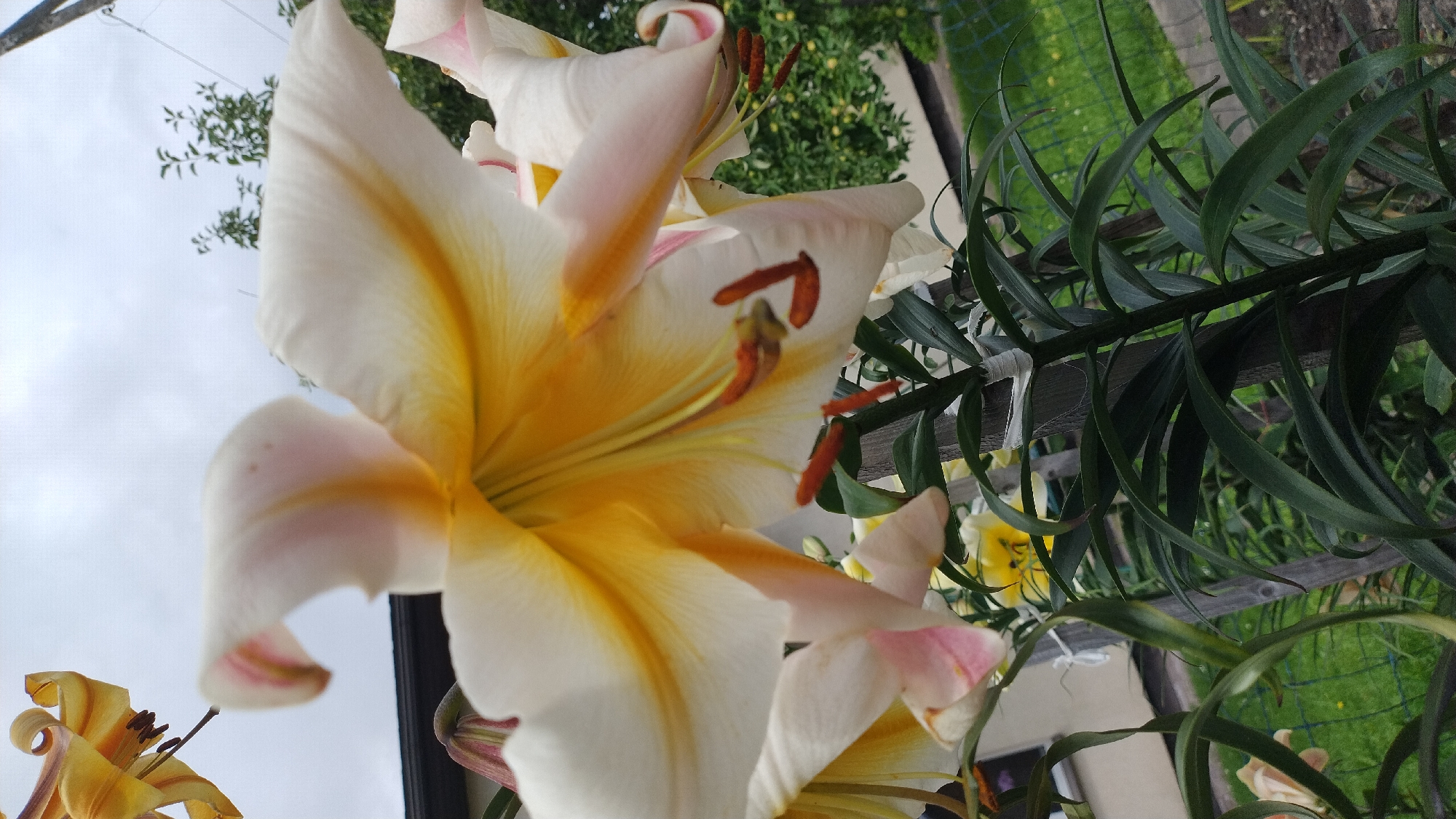 A close-up, low-angle shot captures a cluster of white and yellow lilies against a cloudy sky and a blurred green background of trees and grass. The lilies are in focus, with intricate details of their petals, stamens, and pistils visible. The foreground features dark green lily leaves and stalks, some of which are tied to a wooden stake with white string. The background reveals a residential building with a dark roof, a green fence, and scattered yellow flowers on the ground. The overall scene suggests a garden setting within a city, possibly in Jelgava, Latvia, given the context.
