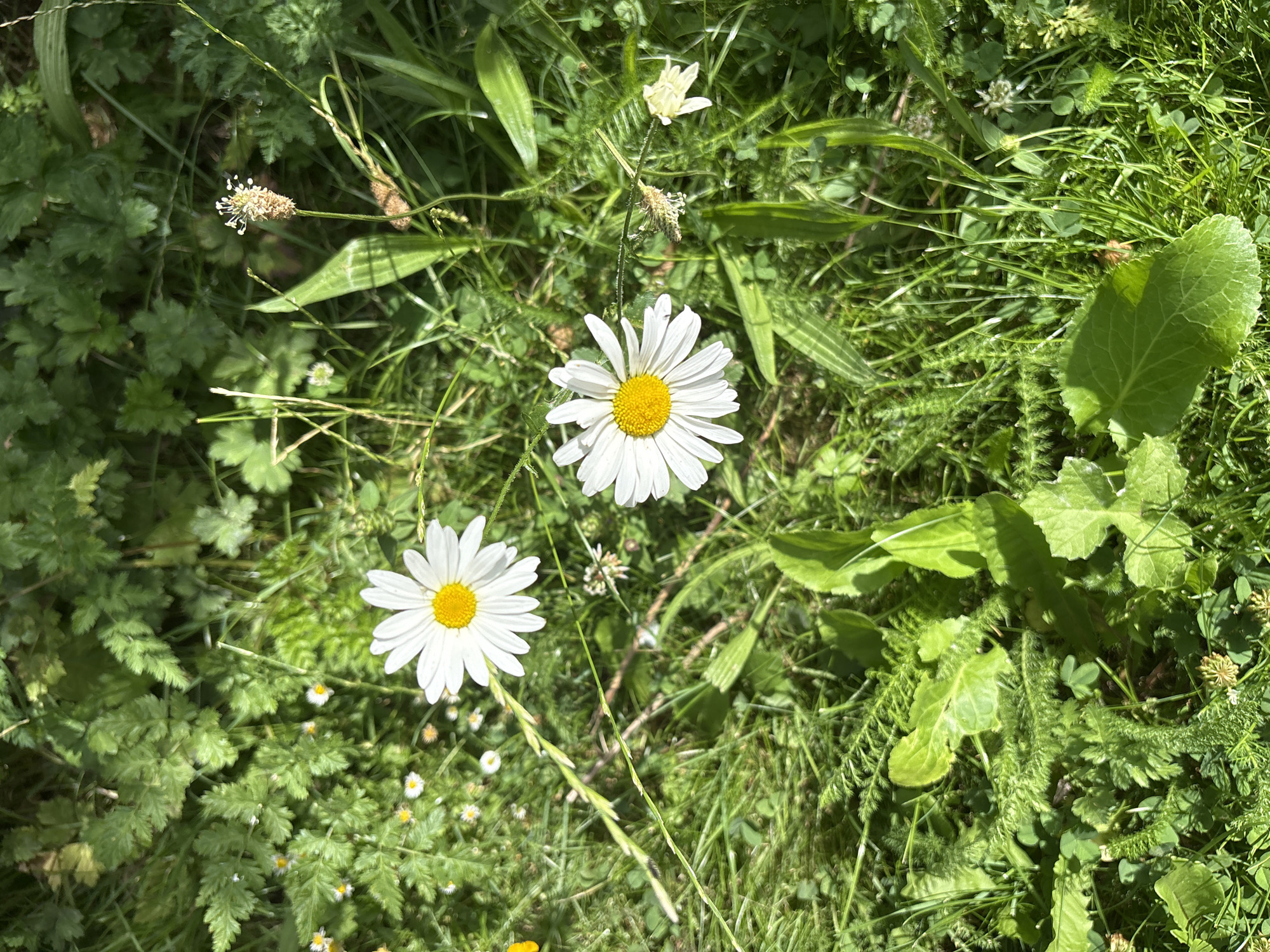 The image shows a close-up of a grassy field with several daisies and other wildflowers. Two large daisies with white petals and yellow centers are prominent in the foreground, with one slightly above and to the right of the other. There are also smaller white flowers and various green leaves and grasses, creating a textured and natural scene. The lighting suggests it is daytime, with sunlight dappling the foliage, indicating a sunny or partly sunny day. The overall impression is one of a peaceful, natural setting, likely a meadow or garden in the countryside. There is no visible text.