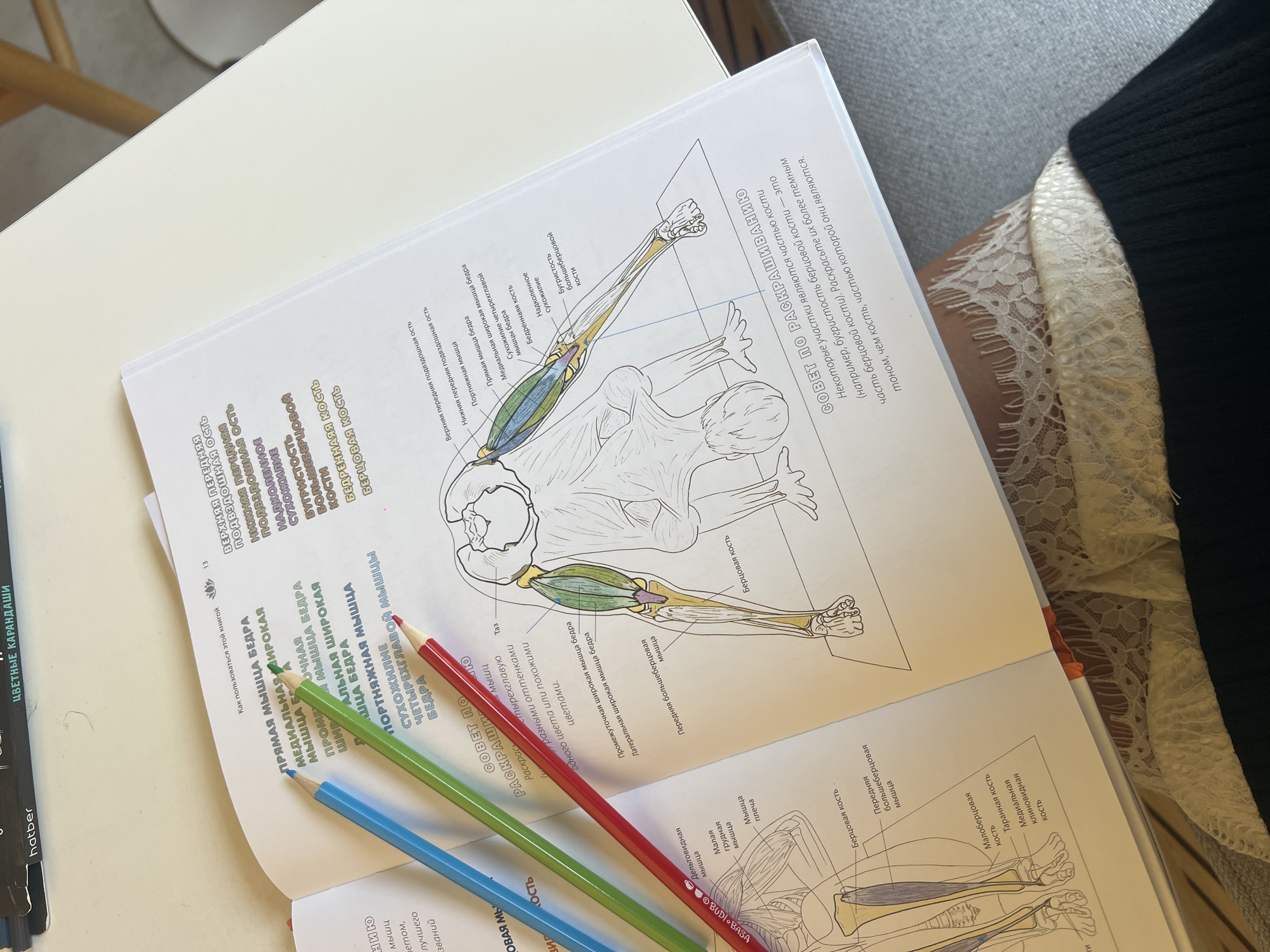 The image shows an open book lying on a surface next to a person's lap. The book appears to be an anatomy textbook, featuring detailed illustrations of human muscles and bones, specifically focusing on the arms and legs. Three colored pencils (blue, green, and red) rest on the open pages. The person is wearing a white lace skirt and a black top. A black marker with the brand name "hatber" is partially visible on the left side of the image. The surface the book is on is light-colored. The overall setting seems informal, possibly a home environment. There is no information to suggest this image was taken in Vladivostok.
