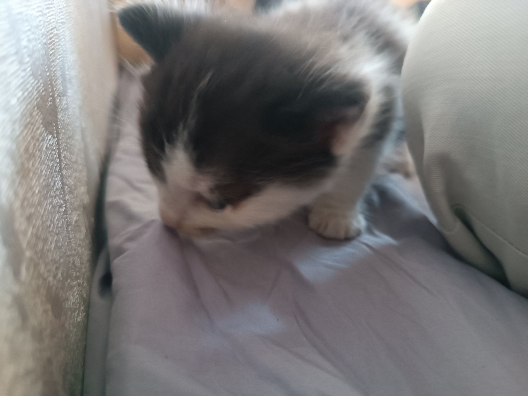 A close-up, shallow depth-of-field, eye-level shot shows a black and white kitten sniffing the light purple fabric of what appears to be a bedsheet. The kitten's head is mostly in focus, with its dark fur and white markings clearly visible. Its tiny pink nose is pressed against the fabric, and its whiskers are splayed out. The kitten's body is partially obscured by its head, but a white paw is visible near the top of the frame. The background is blurred, with a lighter fabric on the left and a light grey, textured fabric on the right, possibly a pillow or cushion. The lighting is soft and diffused, suggesting an indoor setting. No text is visible in the image. The overall mood is one of curiosity and gentle exploration by the young animal.