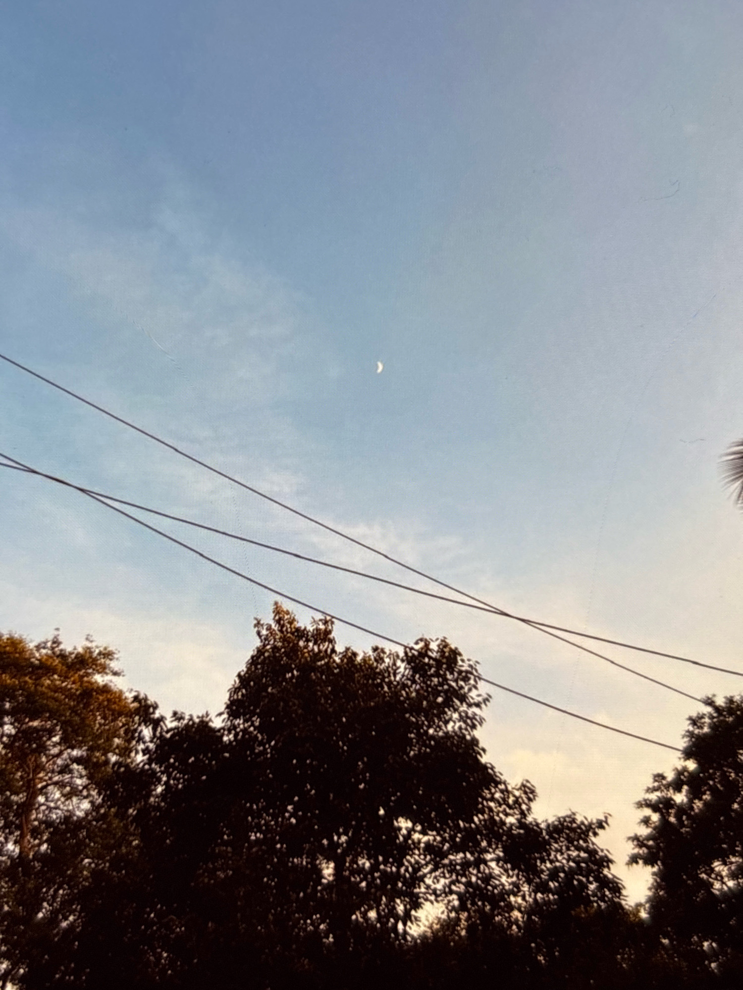 A crescent moon is visible in a pale blue sky. Several dark power lines stretch diagonally across the frame. Silhouetted against a soft yellow and blue sky, the tops of dense trees are visible at the bottom of the image. The scene depicts an outdoor view, likely from a residential area, with trees and power lines suggesting an urban or suburban setting. The presence of the moon indicates it is either early morning or evening. The location is not identifiable from the image itself.