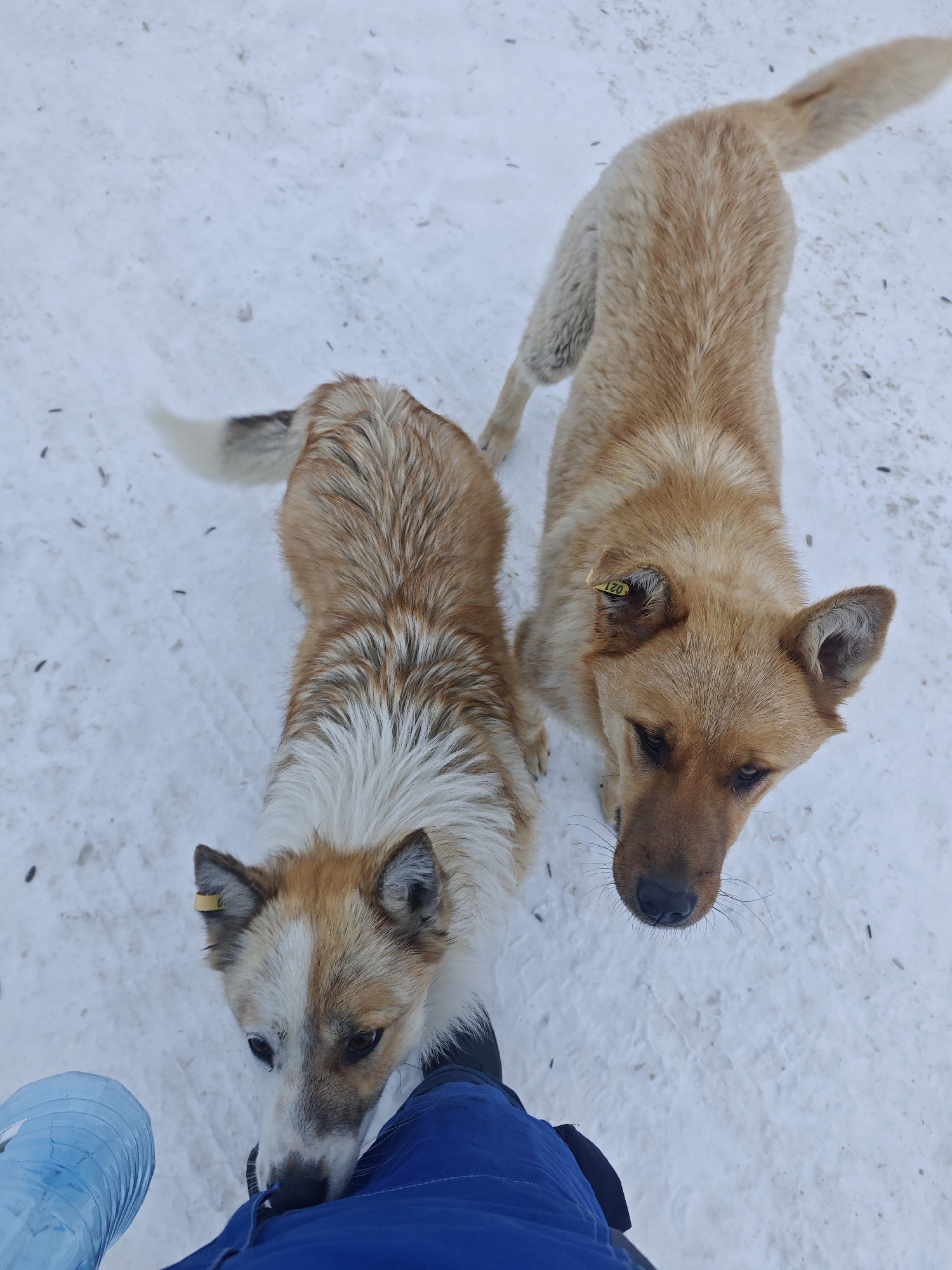 Two dogs stand on a snowy surface, looking upwards. The dog on the right is tan with a darker brown muzzle and a tag on its left ear that reads "021". The dog on the left has white markings on its chest and face. A person's leg clad in blue material and a water bottle are visible in the bottom left corner. The environment is snowy, consistent with conditions in Unknown, Russia.