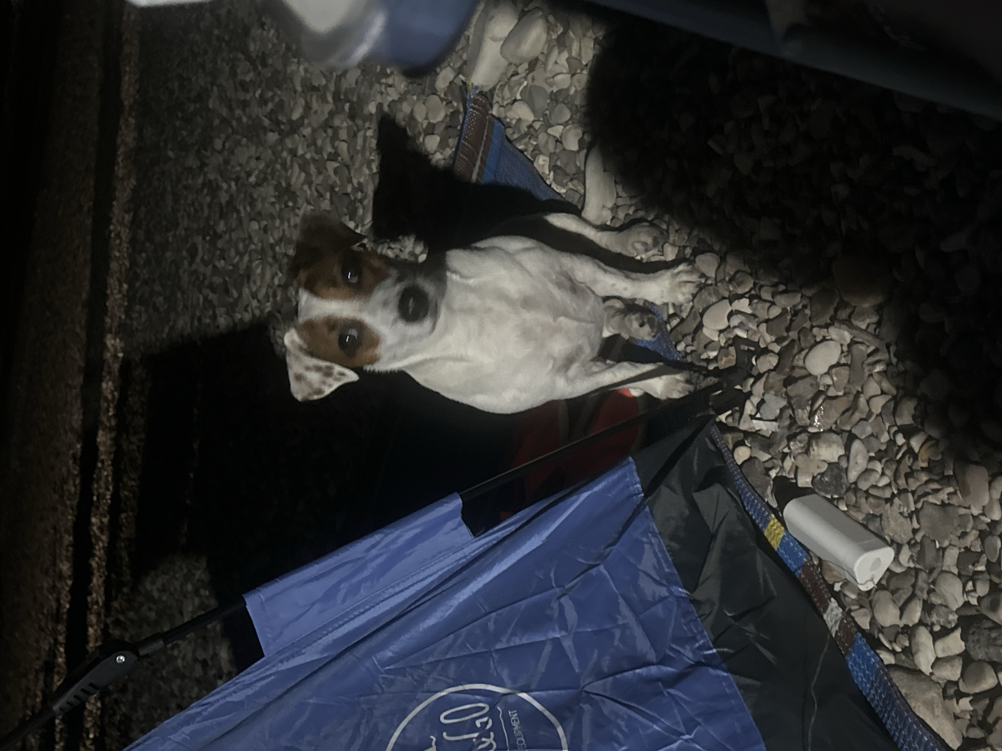 A medium shot shows a Jack Russell Terrier sitting on a blue and brown striped mat on a rocky surface next to a blue tent. The dog is facing the camera with its head tilted slightly. The tent has a circular logo with the text "L&GO" and "EQUIPMENT". A white cylindrical object is lying on the rocks in front of the tent. The scene is dimly lit, suggesting it is nighttime. The rocky surface is consistent with the shoreline of the Sea of Galilee in Tiberias, Israel.