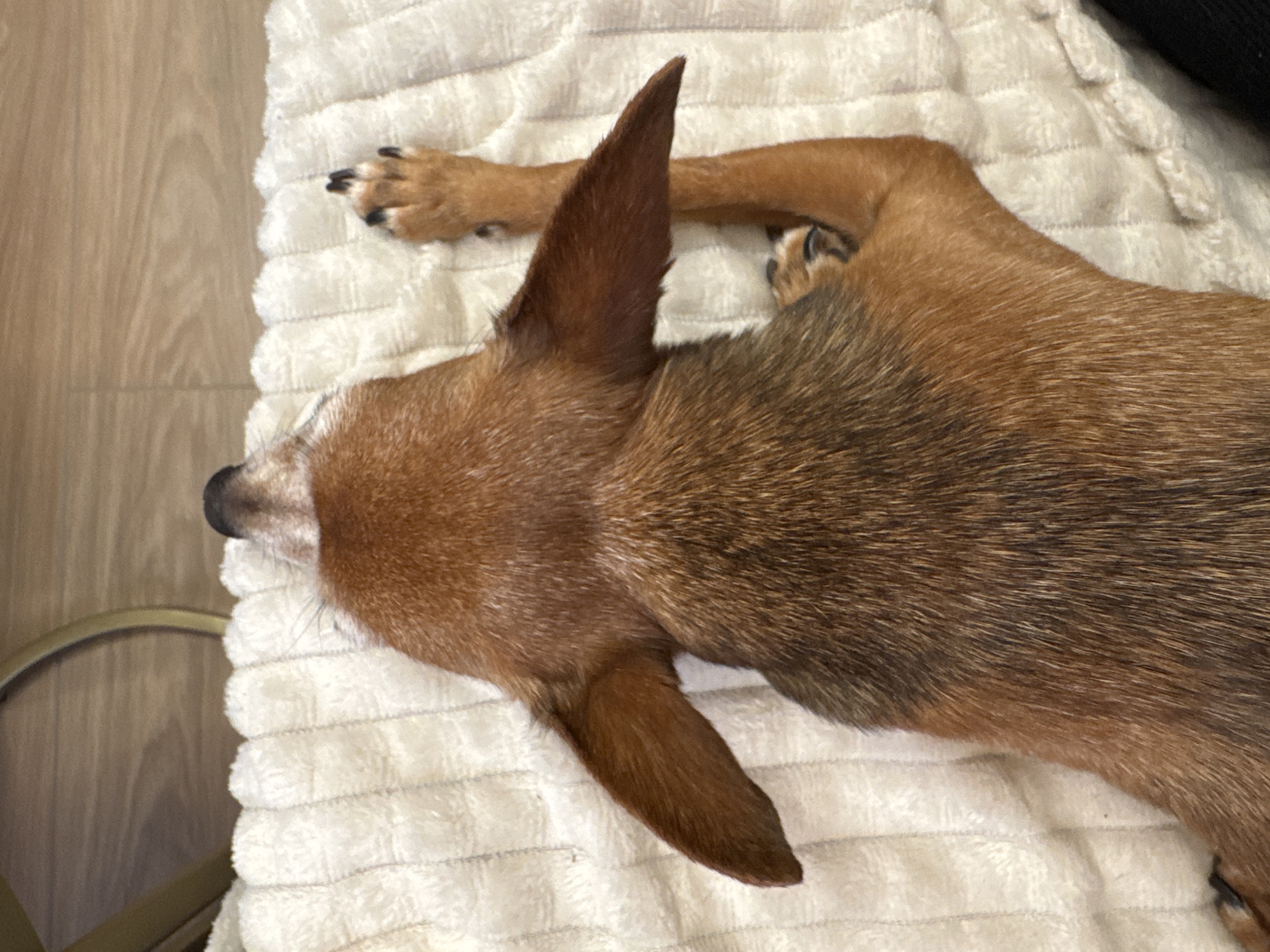 A top-down shot shows the back of a small brown dog lying on a fluffy white rug. The dog's head is pointed upwards and to the left, with its ears spread wide. One of the dog's front paws is visible, with its claws extended, resting on the rug. The dog's fur is a mix of brown and darker brown, with hints of reddish-brown. The rug appears to be made of a soft, plush material with a ribbed texture. The background shows a wooden floor and a gold-colored metal object. The scene is indoors, possibly in a home or a pet-friendly establishment.