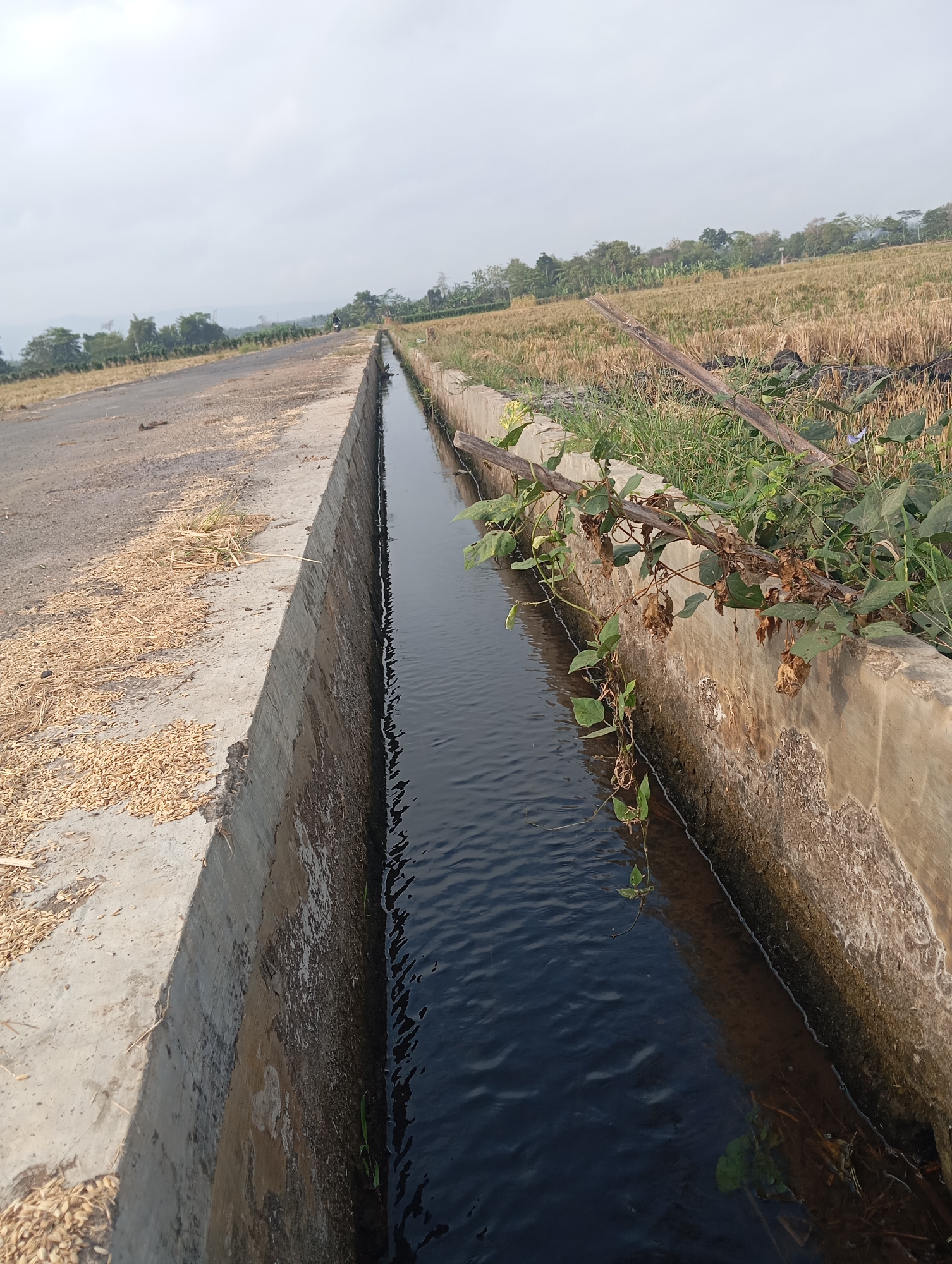 The image captures an outdoor scene in Sokaraja, Indonesia, likely a rural or agricultural area. A concrete irrigation canal, filled with dark, still water, runs diagonally across the frame from the lower right towards the upper left. The canal is bordered on one side by dry, mown fields, possibly of rice, indicated by the stubble and scattered husks. On the other side of the canal, a paved road is visible, with more husks or chaff scattered on its shoulder. Vegetation, including green grass and a climbing vine with some withered leaves and small purple flowers, grows along the edge of the canal and spills over its concrete edge. In the distance, a line of trees and rolling hills under an overcast sky completes the landscape. The overall impression is one of a functional agricultural setting, emphasizing the water management system and the surrounding cultivated land.