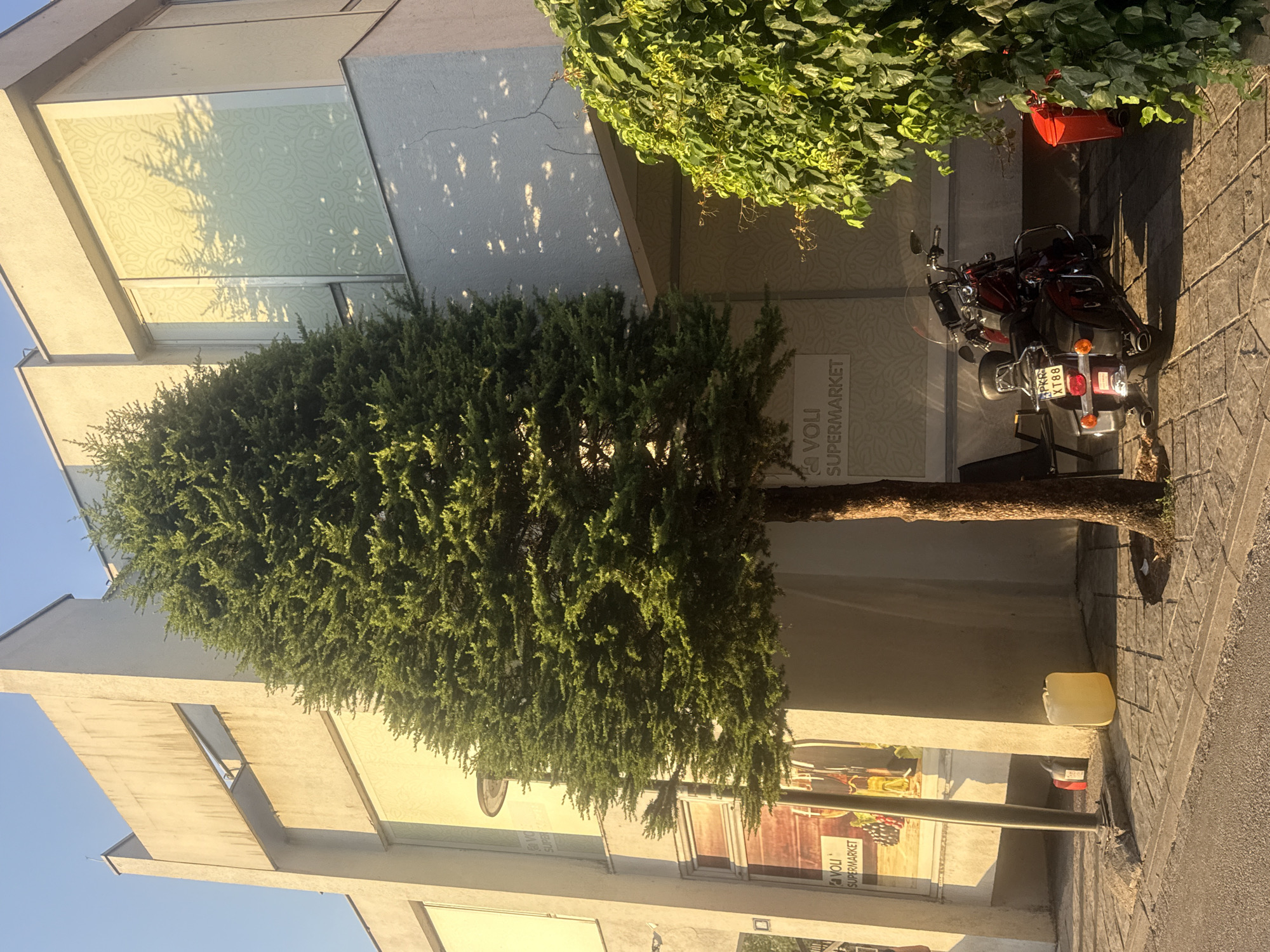 The image depicts a street scene in Virpazar, Montenegro, bathed in the warm glow of late afternoon sunlight. A tall, slender coniferous tree stands prominently in the foreground, its dense foliage casting dappled shadows on the pavement. Behind the tree, a modern building with a light-colored facade rises. Large windows, some adorned with a patterned design, reflect the sky and surrounding trees. A sign on the building clearly indicates "VOLI SUPERMARKET".
To the right of the tree, a red motorcycle with saddlebags is parked on the paved sidewalk. A black chair is visible next to the motorcycle. Further to the right, dense green foliage obscures a portion of the building. In the lower left of the image, a yellow plastic jerrycan sits on the pavement near a lamppost. A red receptacle is also visible near the motorcycle. The overall environment appears to be a commercial area with a clear sky and a bright, sunny atmosphere.