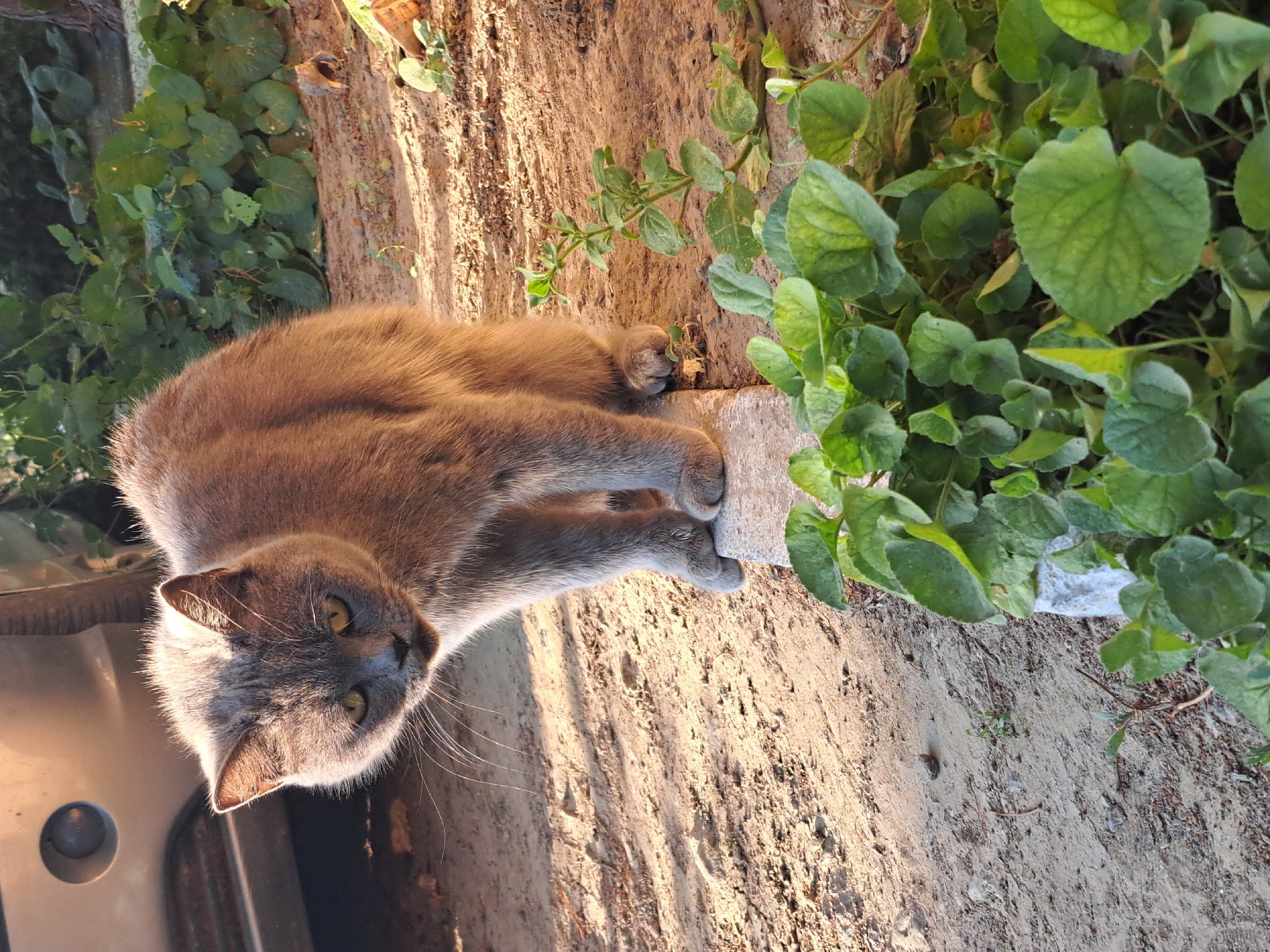 A grey cat stands on a raised concrete edge in Vypasne, Ukraine. The cat is facing forward, with its head tilted down and to the left. Its eyes are yellow, and its ears are pointed. The cat's fur is short and appears to be slightly tousled. The cat is standing next to a portion of a silver car. The ground is covered in dirt and small stones, with patches of dry grass and a few green plants. The lighting suggests it is either early morning or late afternoon, with sunlight casting shadows.
