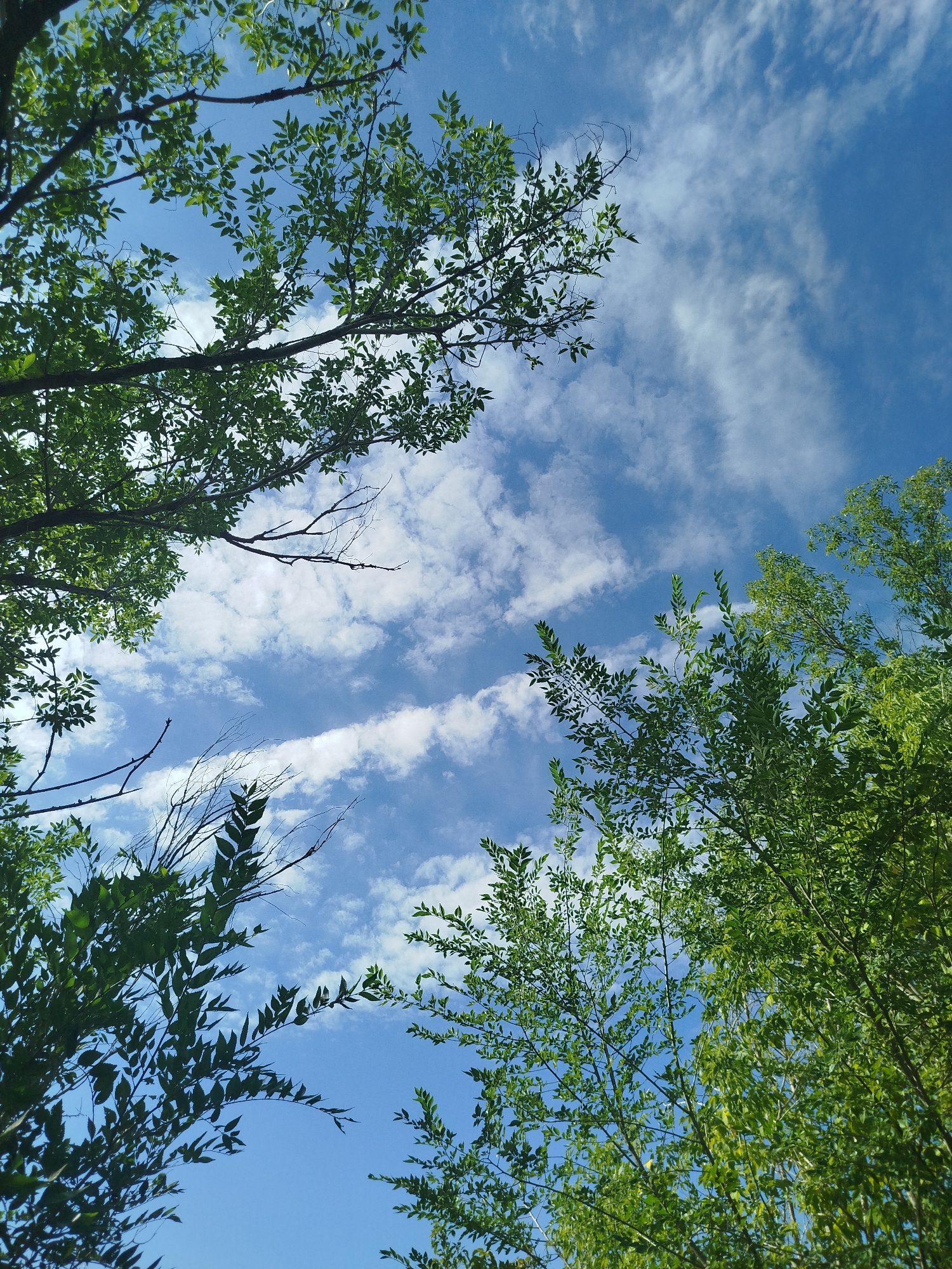 The image captures a low-angle view looking upwards through the canopy of lush green trees towards a bright blue sky dotted with wispy white clouds. The foliage is dense in some areas, with individual leaves and branches clearly visible, while other parts are more open, allowing the sky to dominate. The overall impression is one of a clear day with natural overhead elements. There are no people, structures, or any indication of an urban environment. The scene is entirely natural, focusing on the interplay of leaves, branches, and sky. The location in the city of Qarağandı city administration, Kazakhstan, is not visually discernible from the image itself.