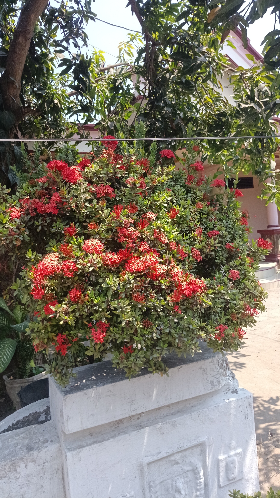 A lush, vibrant bush with clusters of bright red flowers is centered in the foreground, resting on a textured, light-colored concrete planter. The bush is dense with green foliage, and the red flowers, appearing in spike-like formations, are in full bloom. In the background, partially obscured by the bush and overhead tree branches, is a portion of a white house with a maroon-tiled roof. Sunlight filters through the leaves, casting dappled shadows on the ground and the concrete structure. The scene suggests a residential setting, likely a garden or yard in a warm climate. The overall impression is one of natural beauty thriving in an urban environment. The image appears to be taken outdoors on a sunny day.